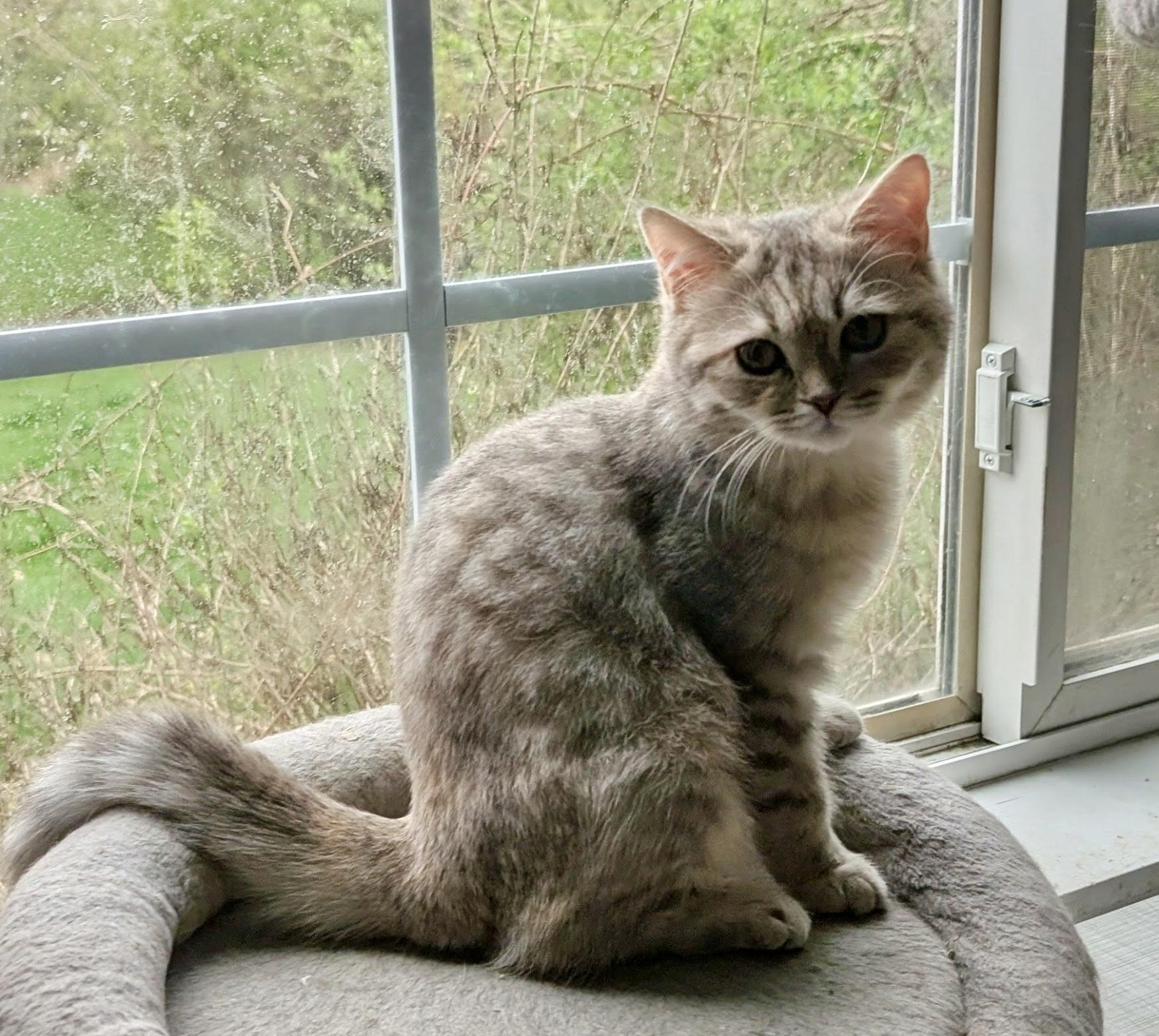 Enlarge Sylvie, an adopted mixed breed in Huntley, IL image 1/3