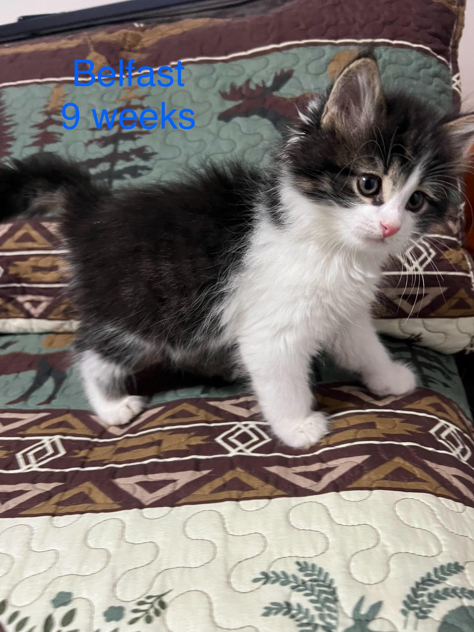 Belfast, ADOPTABLE, Kitten Male Domestic Long Hair.