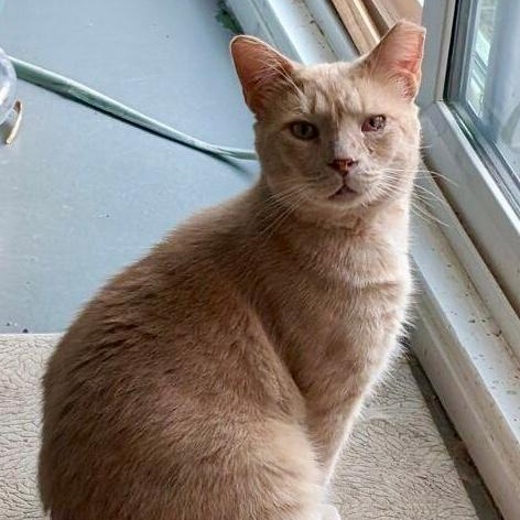 Arlo, a Adoptable Domestic Short Hair in Gastonia, NC image 2/3