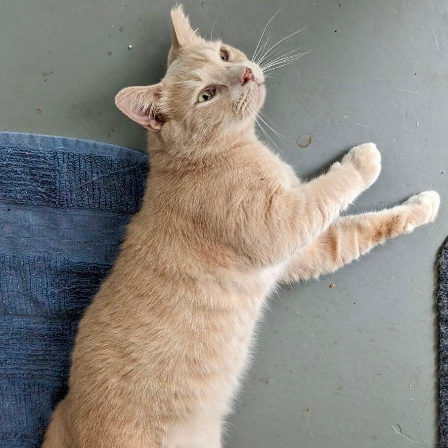 Arlo, a Adoptable Domestic Short Hair in Gastonia, NC image 1/3