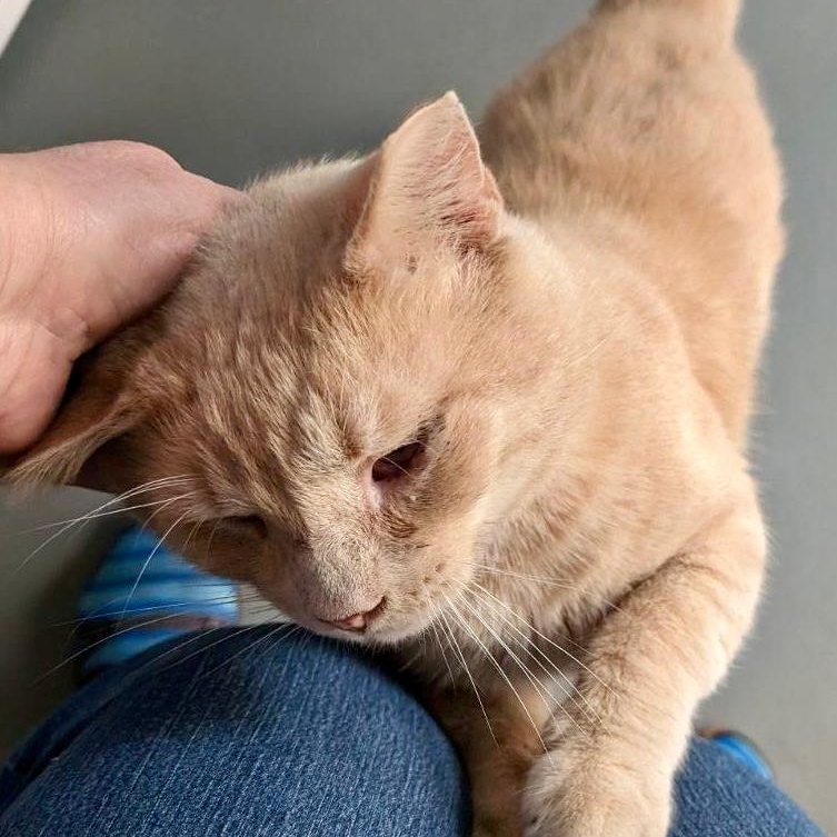 Arlo, a Adoptable Domestic Short Hair in Gastonia, NC image 3/3