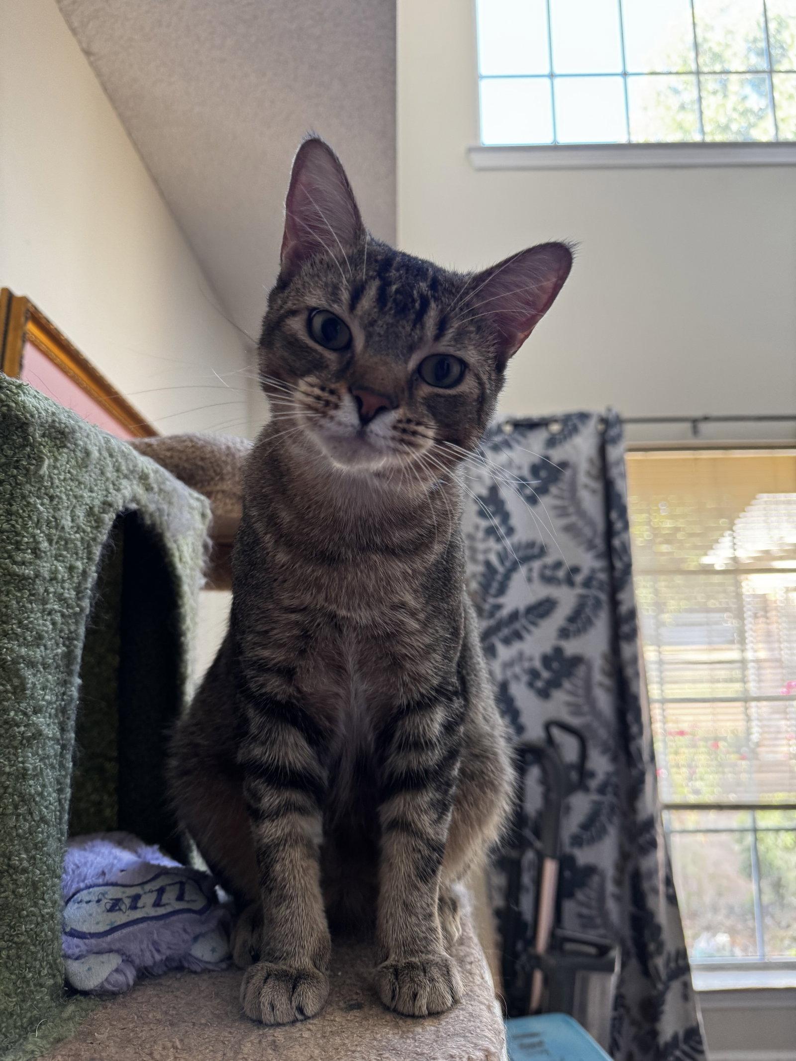 BOWIE, Adoptable, Young Male Domestic Short Hair.