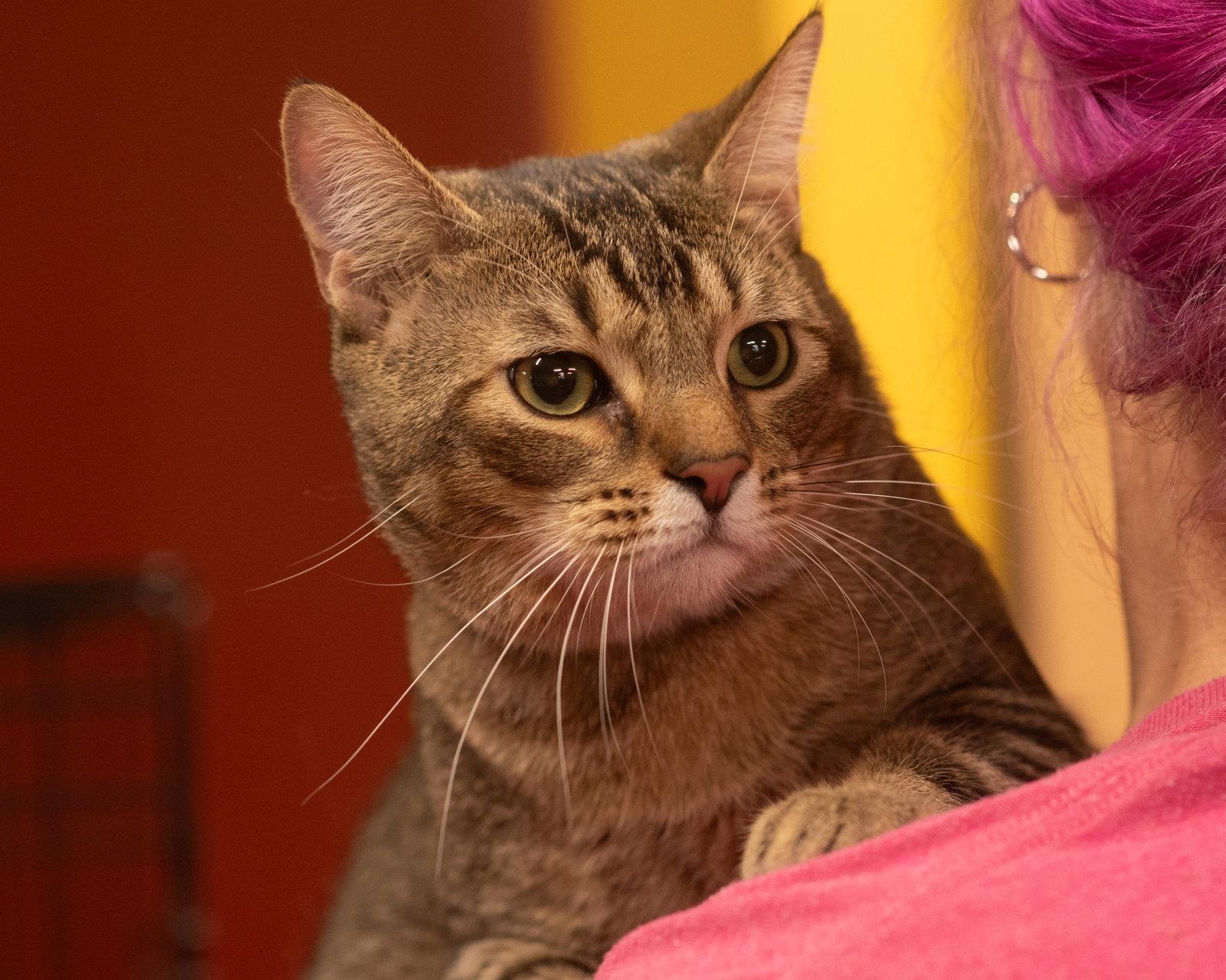 Enlarge BOWIE, a Adoptable Domestic Short Hair in Southaven, MS image 2/3