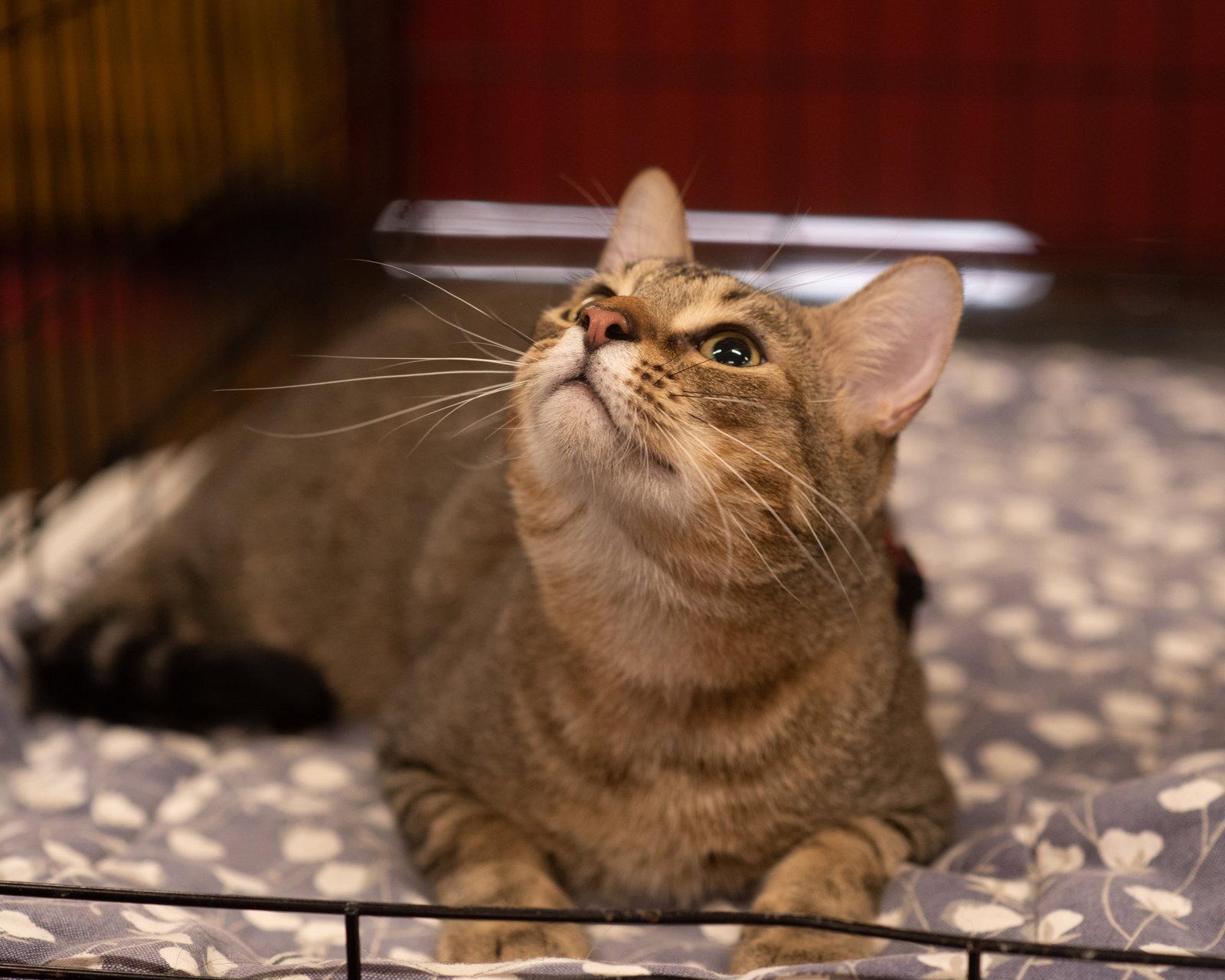 Enlarge BOWIE, a Adoptable Domestic Short Hair in Southaven, MS image 3/3
