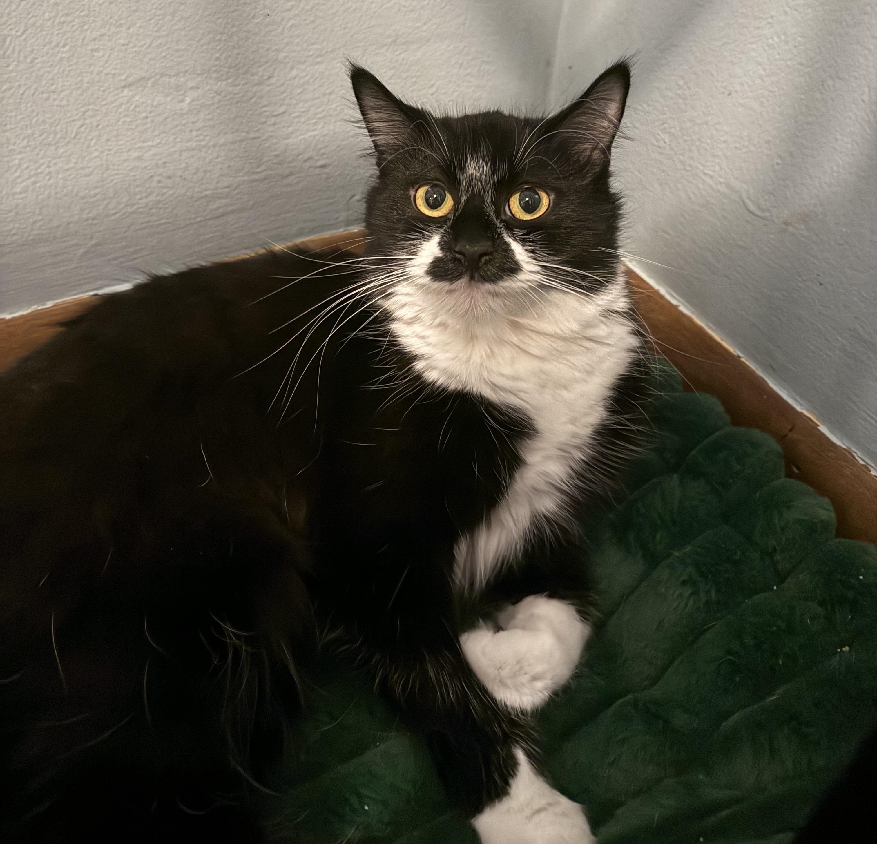 Enlarge Chrissy, an adopted Domestic Long Hair in Faribault , MN image 1/1