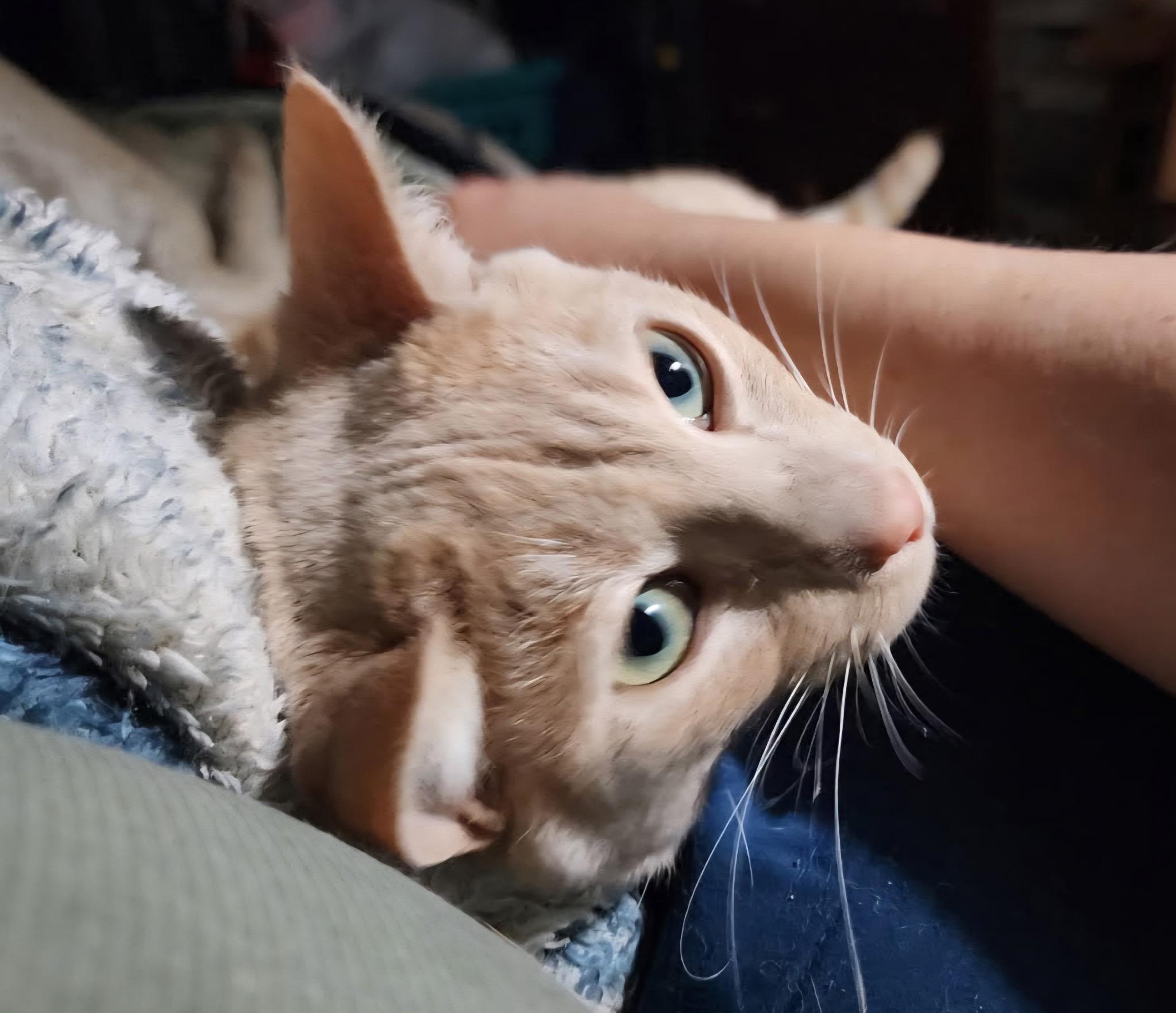 Montague, a ADOPTABLE Domestic Short Hair in Springdale, AR image 2/2