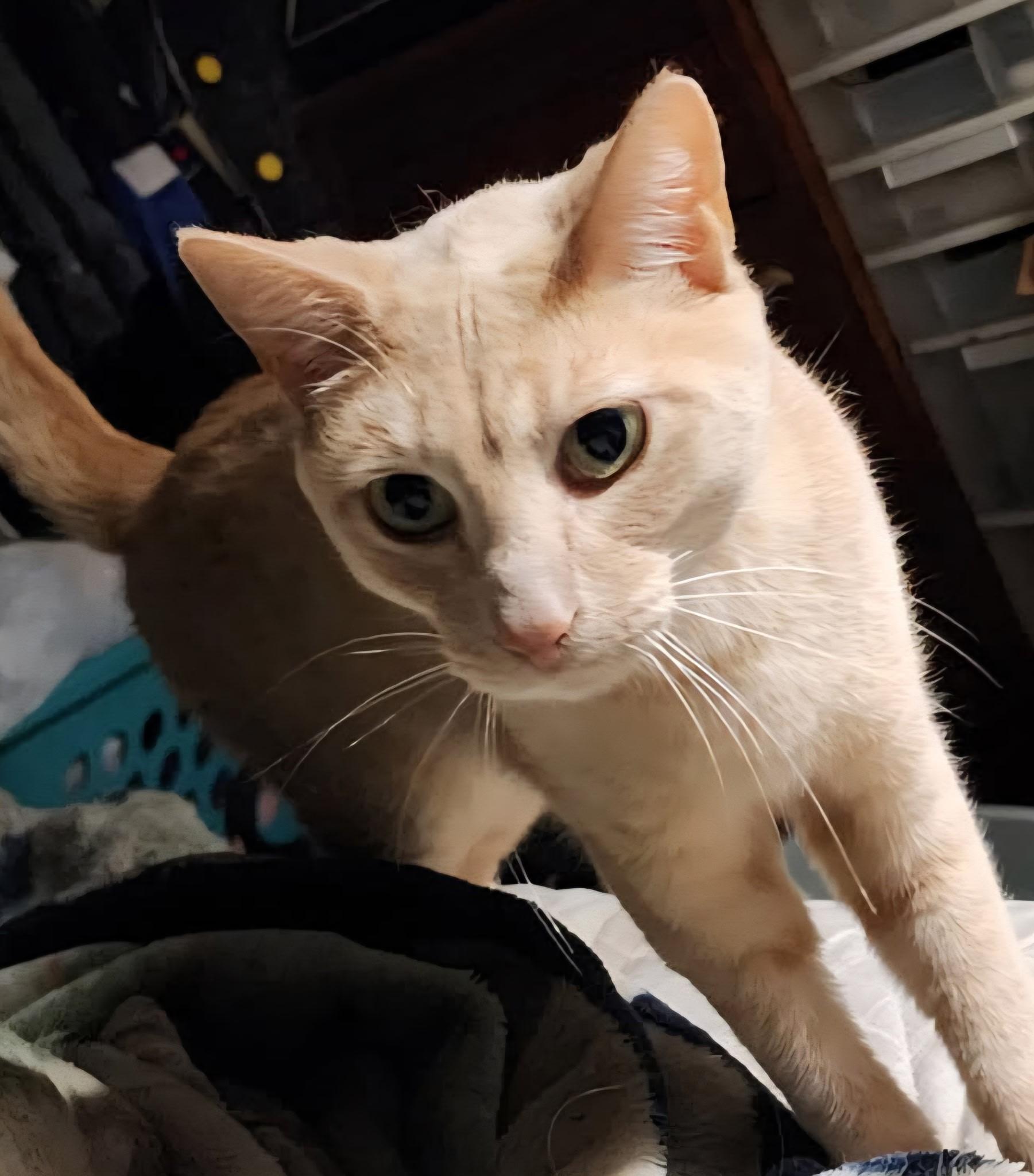 Montague, a ADOPTABLE Domestic Short Hair in Springdale, AR image 1/2