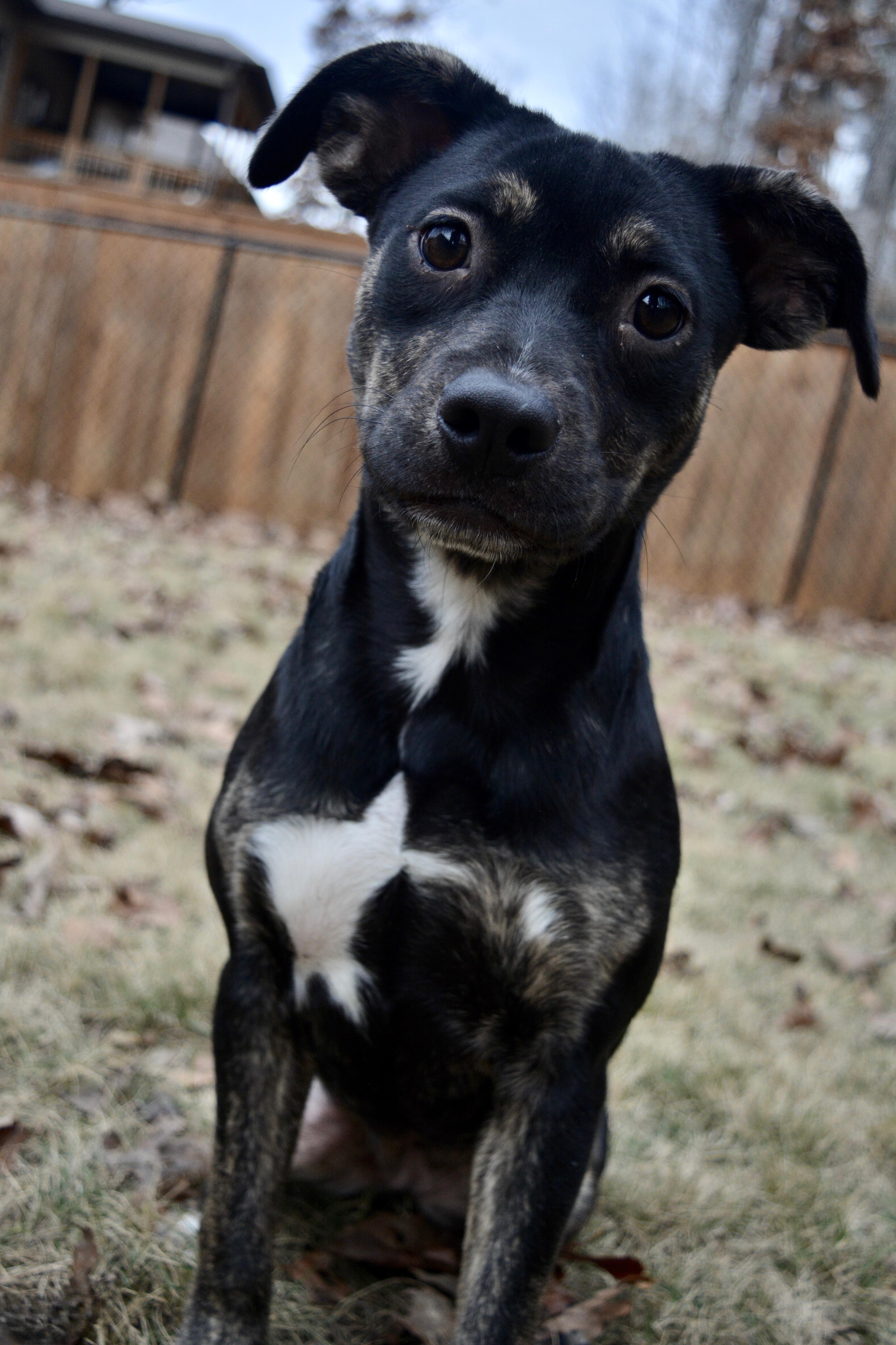 Enlarge Rue, a Adoptable Mixed Breed in Quakertown, PA image 6/6