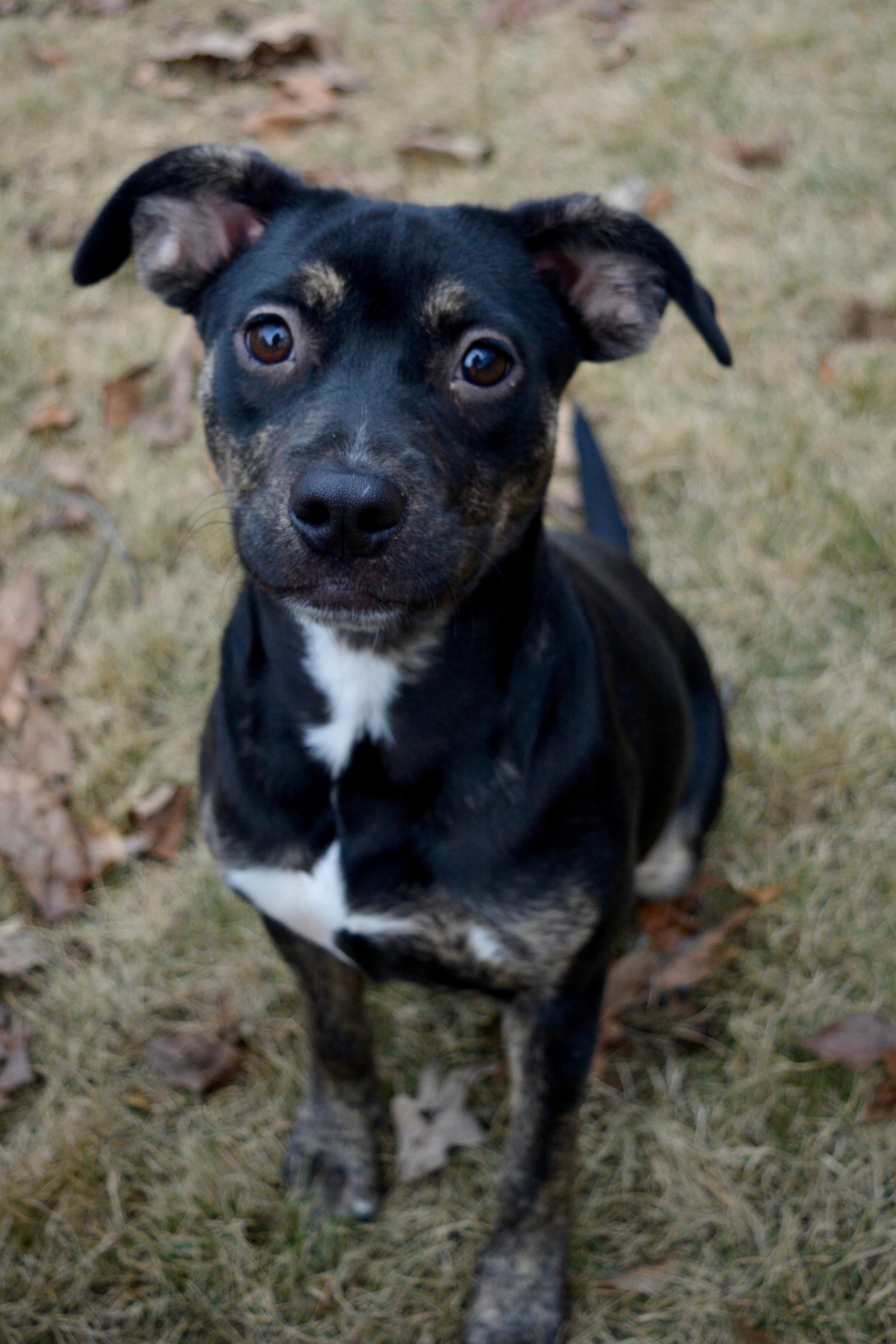 Enlarge Rue, a Adoptable Mixed Breed in Quakertown, PA image 5/6