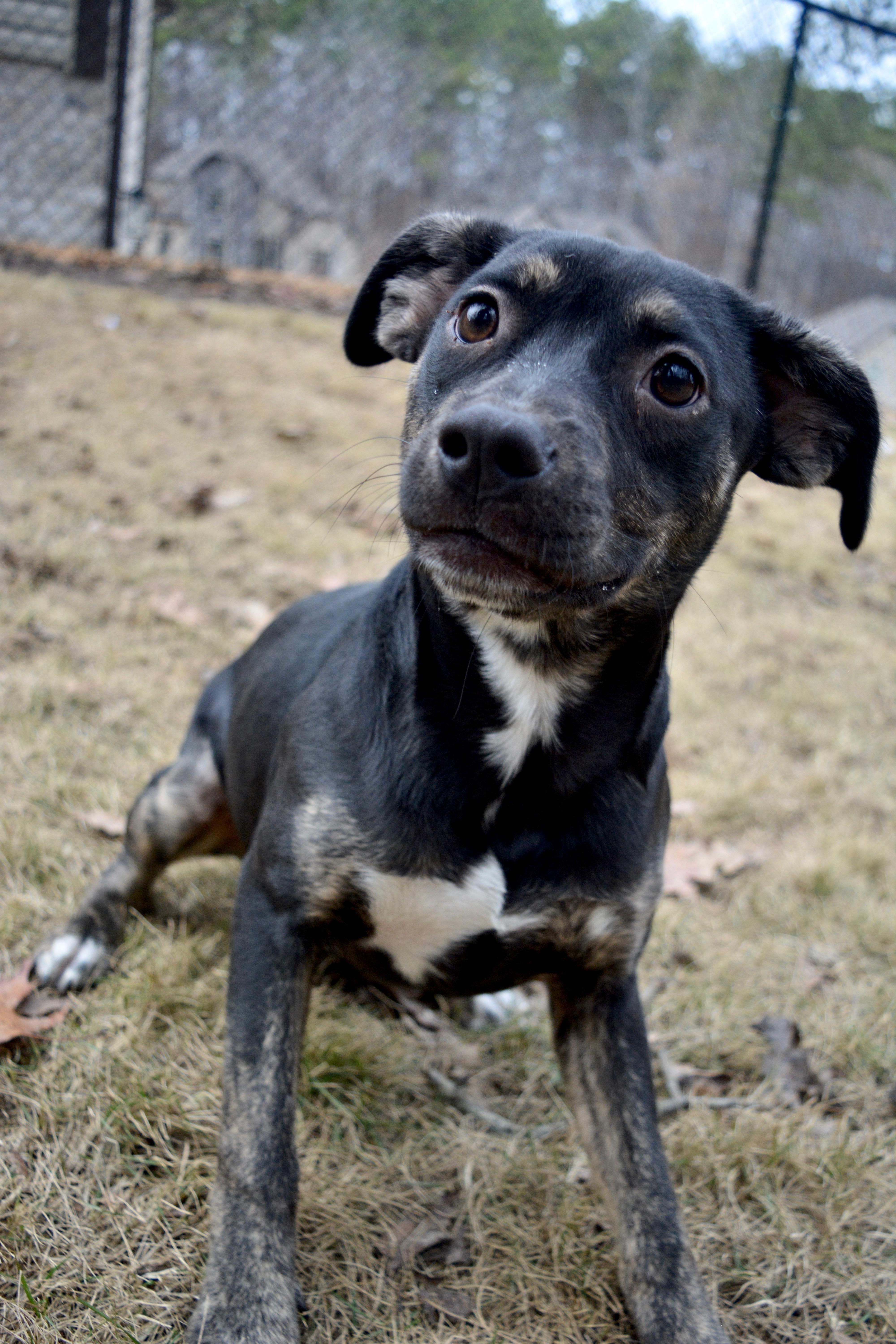 Enlarge Rue, a Adoptable Mixed Breed in Quakertown, PA image 4/6