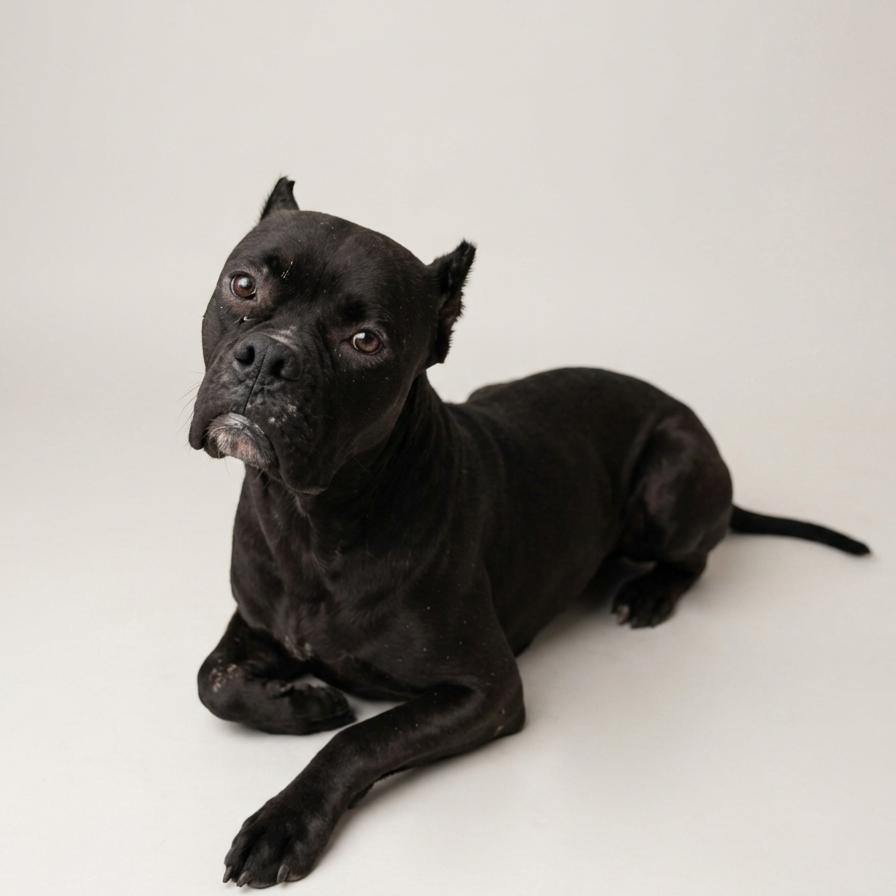 Maggie, Adoptable, Adult Female Boxer & Mixed Breed.