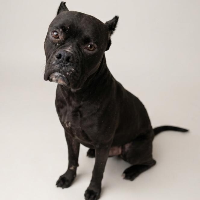 Enlarge Maggie, a Adoptable mixed breed in Enid, OK image 2/2