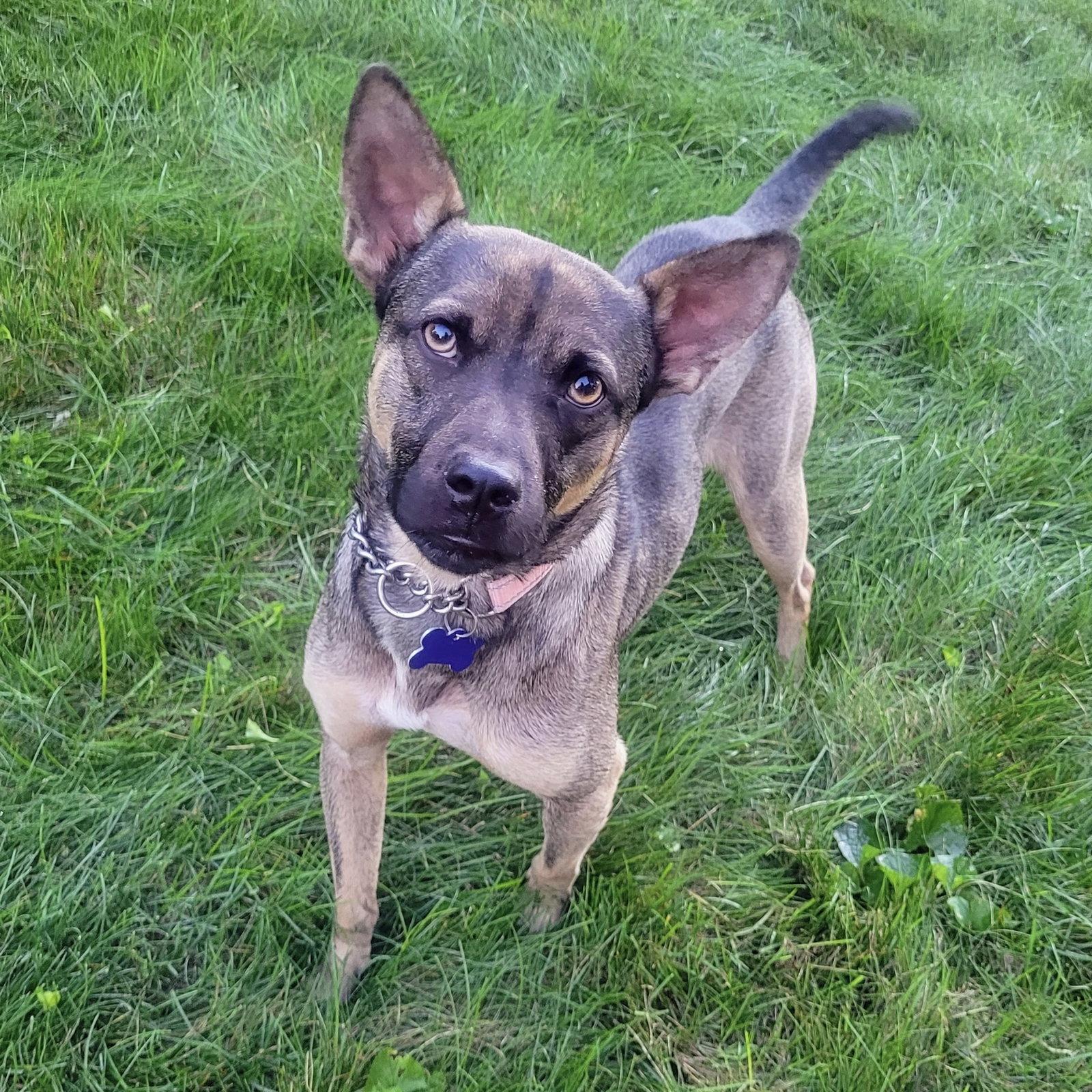 Enlarge Nacho 2026, a Adoptable mixed breed in Norwood, OH image 2/3