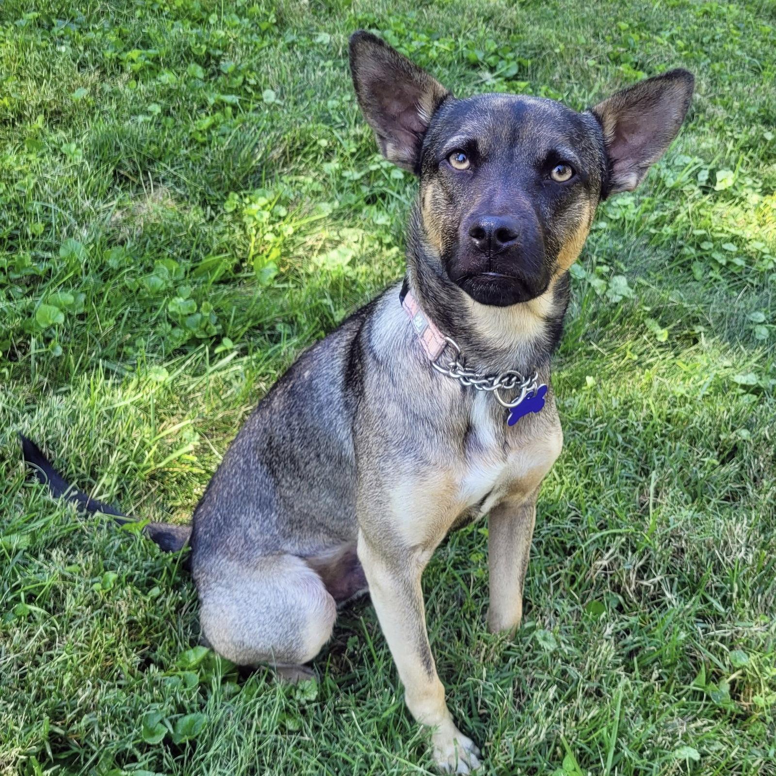 Enlarge Nacho 2026, a Adoptable mixed breed in Norwood, OH image 3/3