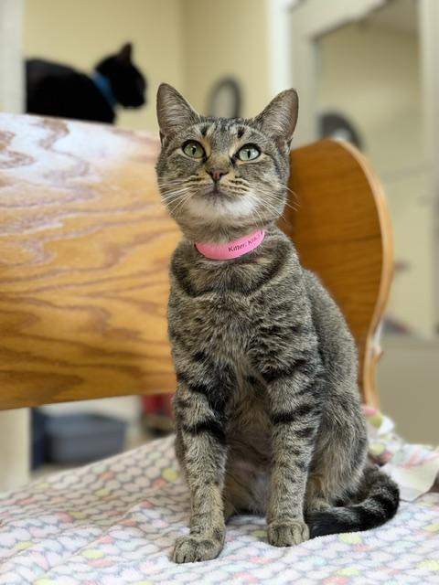 Biscuit, ADOPTABLE, Adult Female Domestic Short Hair.