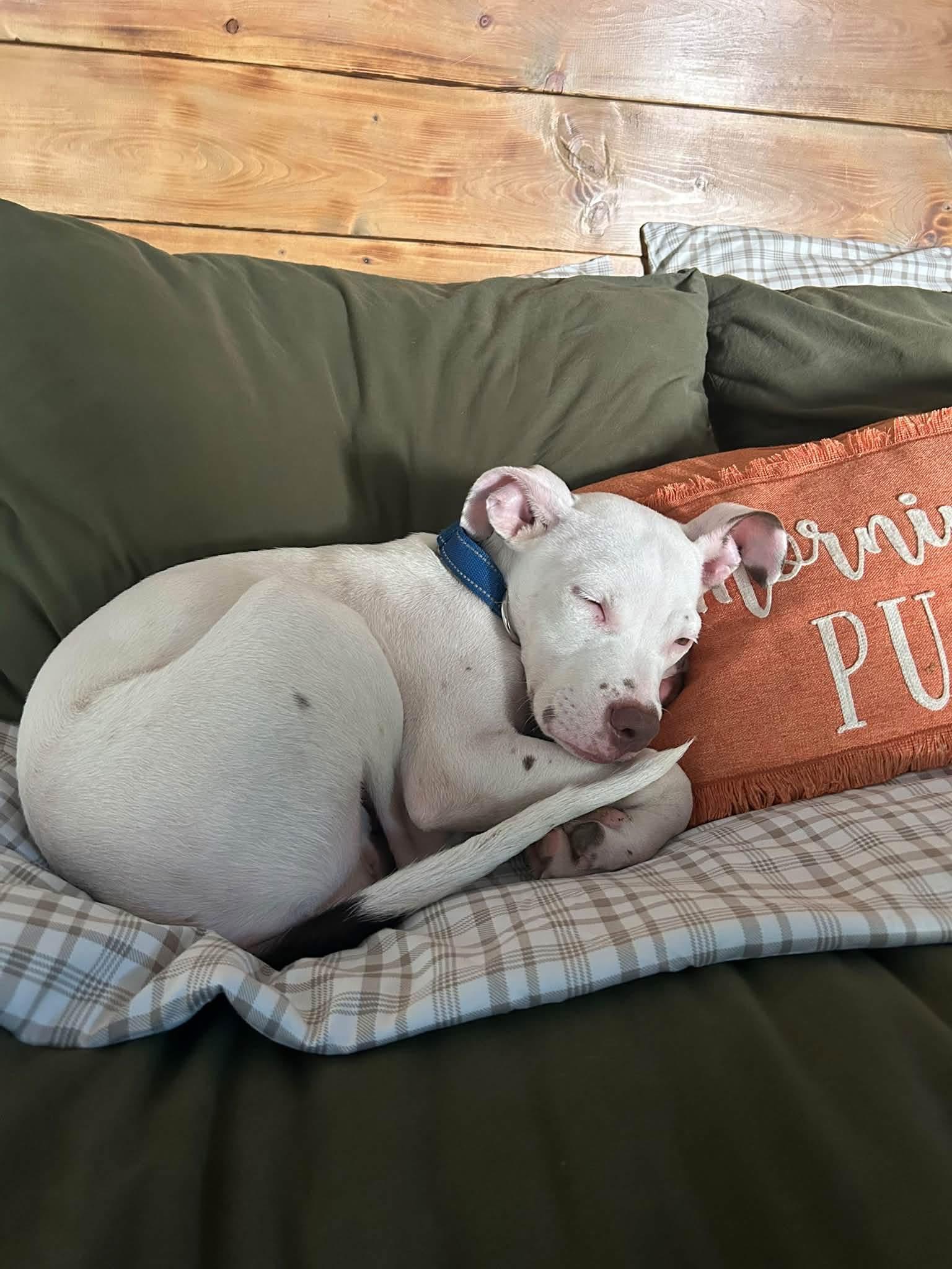 Enlarge Dylan, a Adopted mixed breed in Watertown, CT image 5/6