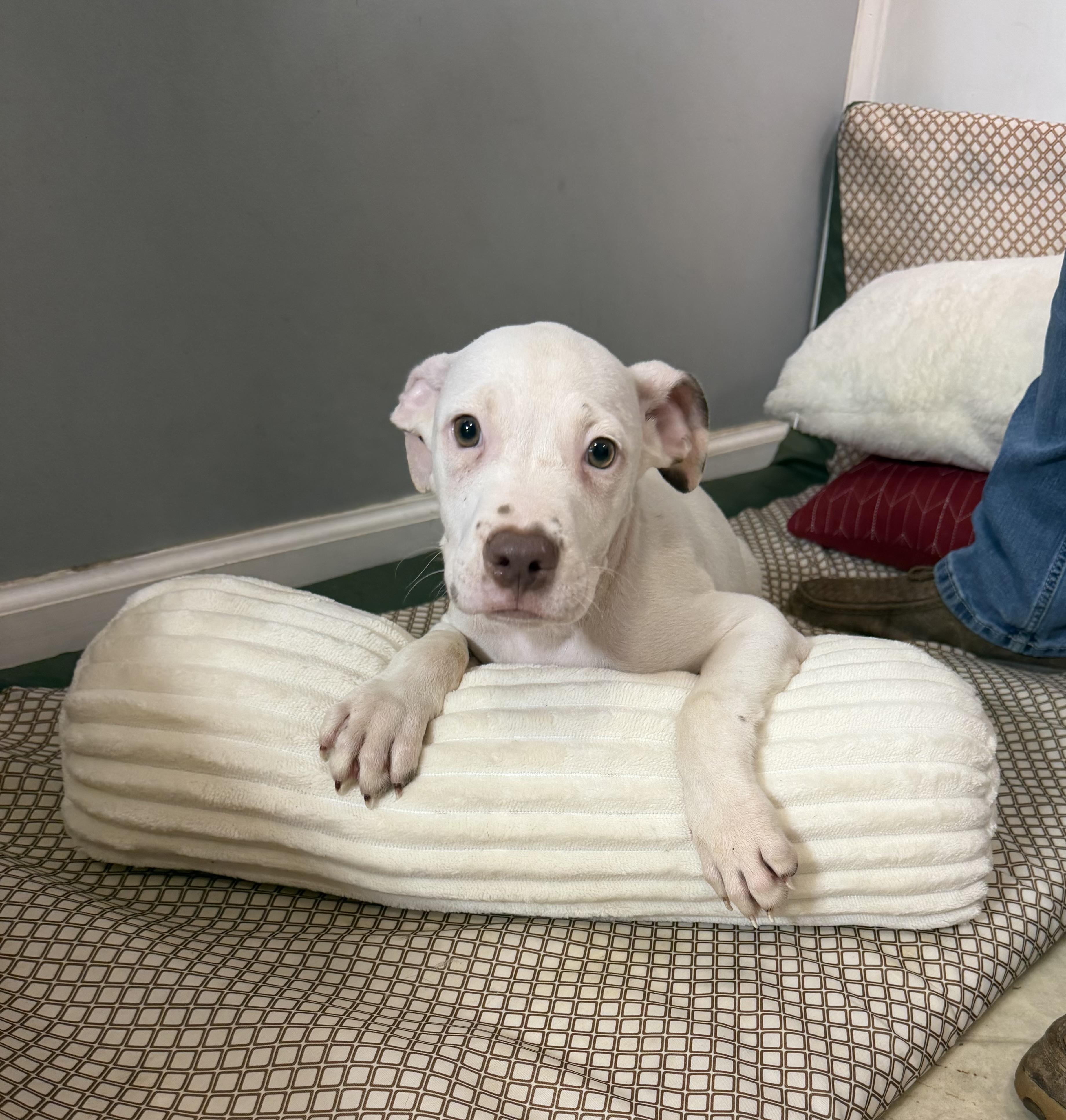Enlarge Dylan, a Adopted mixed breed in Watertown, CT image 2/6