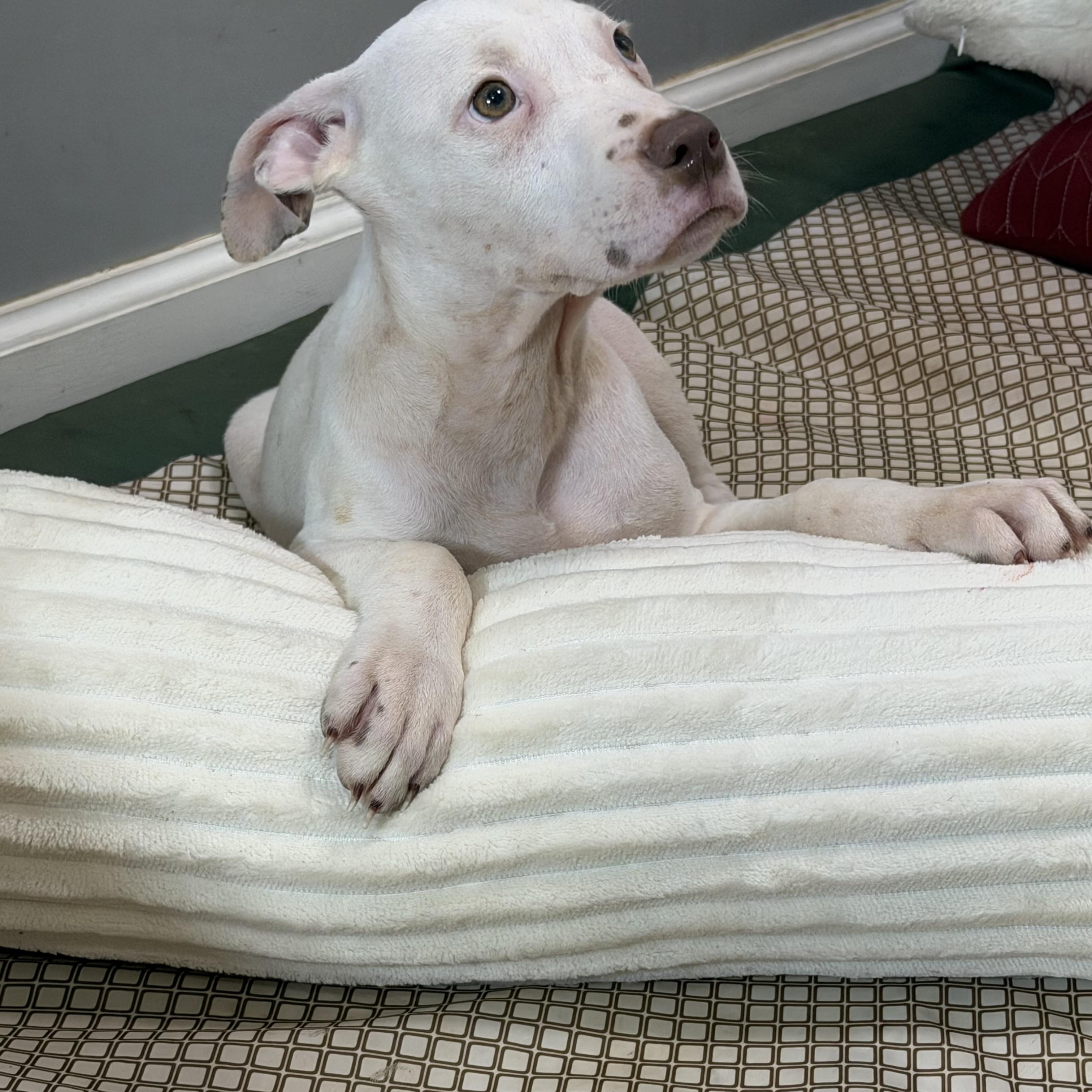 Enlarge Dylan, a Adopted mixed breed in Watertown, CT image 3/6