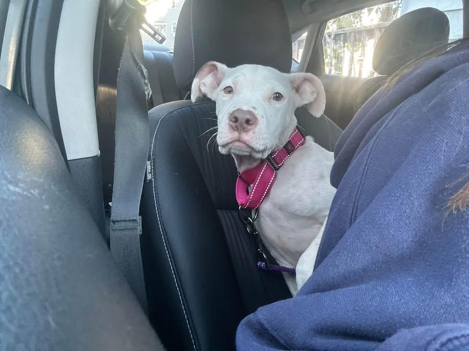 Dylan, Adopted, Puppy Male Pit Bull Terrier & Australian Shepherd.