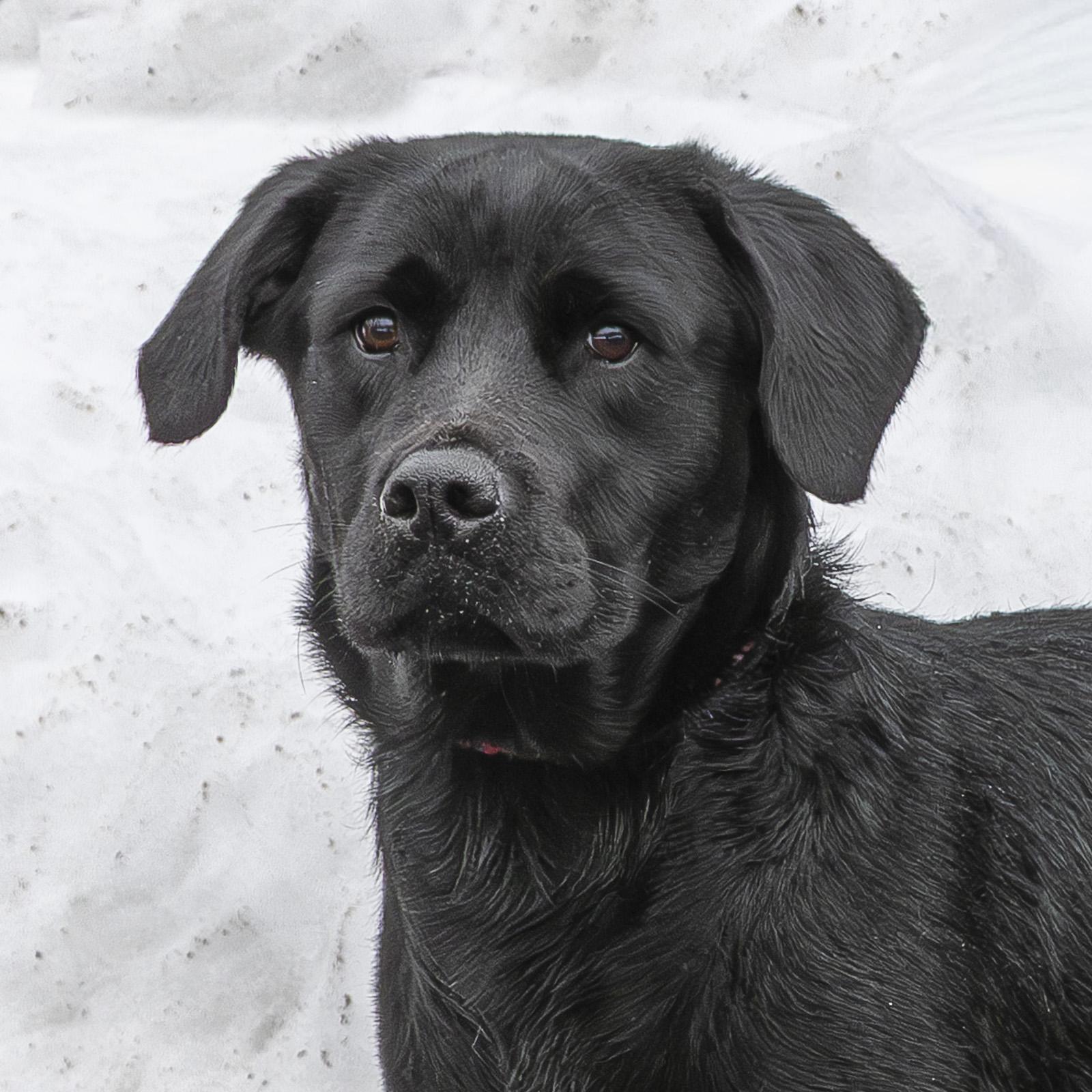Vivia, ADOPTABLE, Young Female Golden Retriever & Rottweiler.