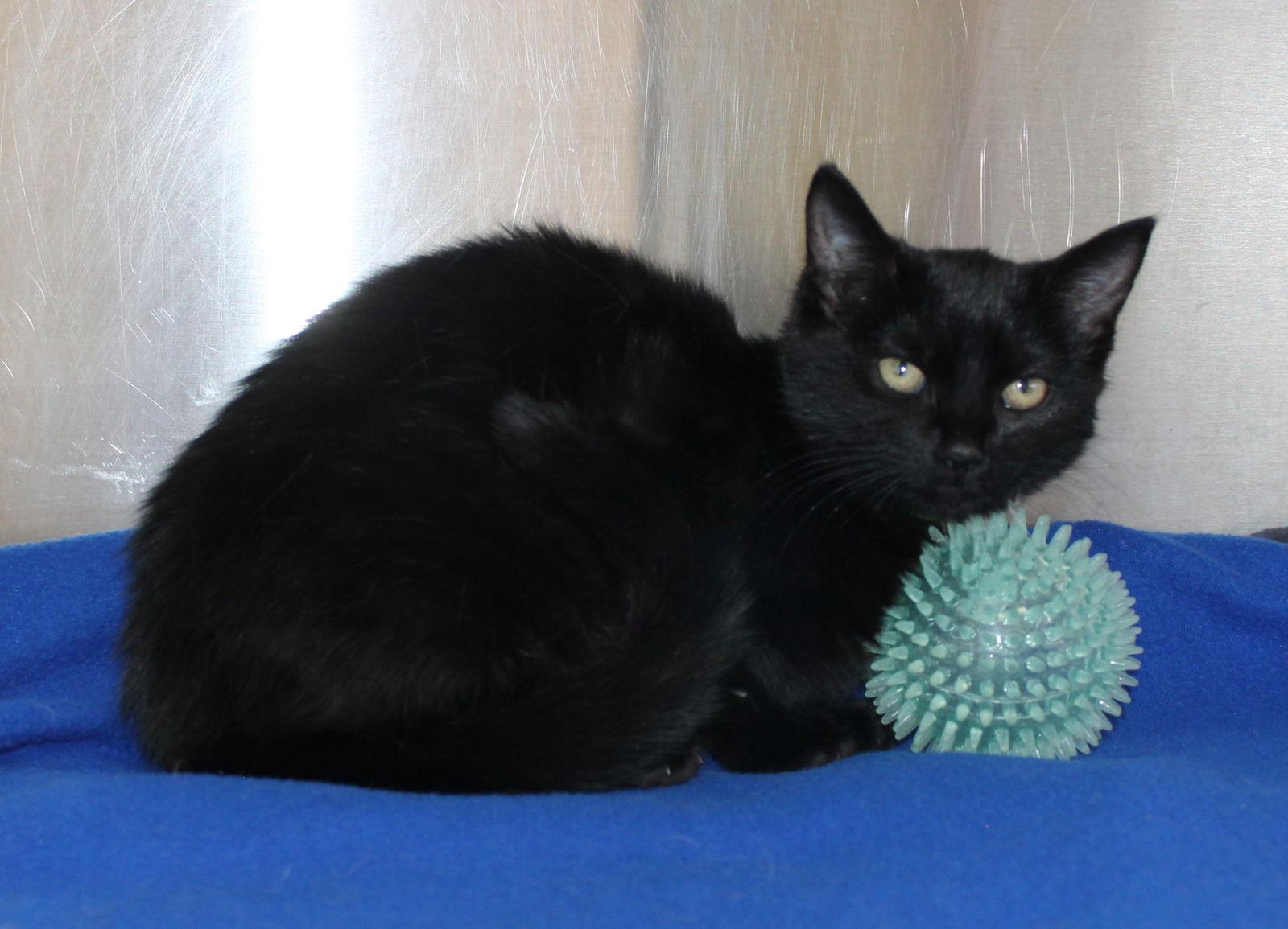 Enlarge Shadower - 43124, a Adoptable Domestic Short Hair in Prattville, AL image 2/3