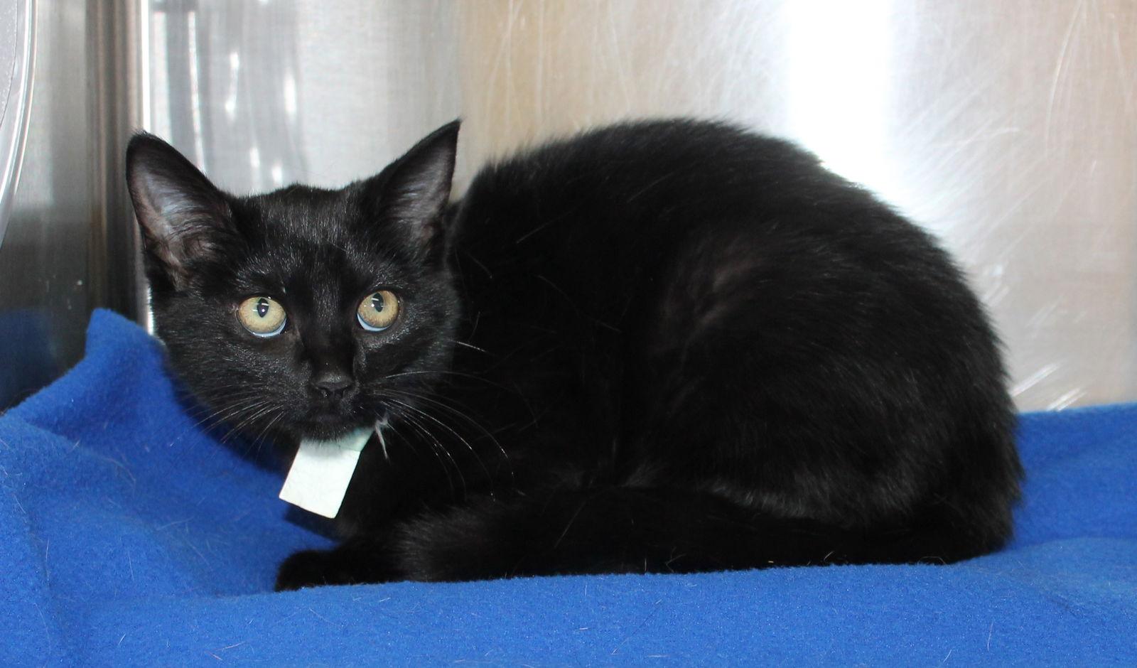 Enlarge Shadower - 43124, a Adoptable Domestic Short Hair in Prattville, AL image 3/3
