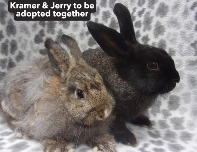 JERRY, Adoptable, Young Male Havana.