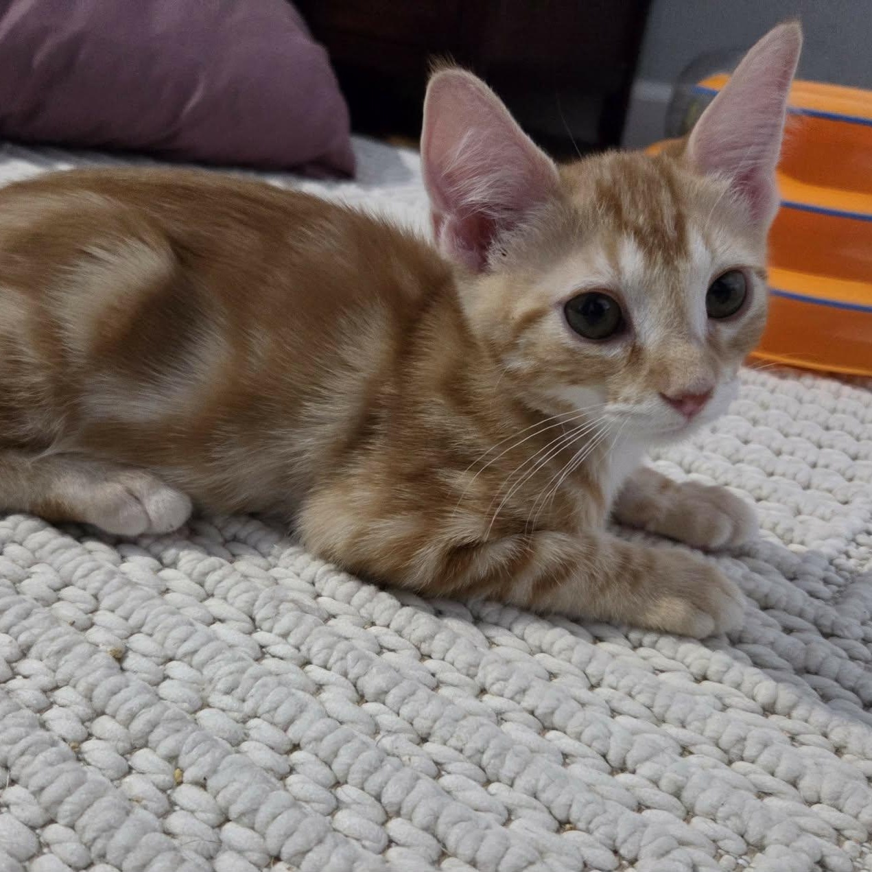 Enlarge INDIANA JONES, a ADOPTABLE Domestic Short Hair in Loveland, CO image 1/6