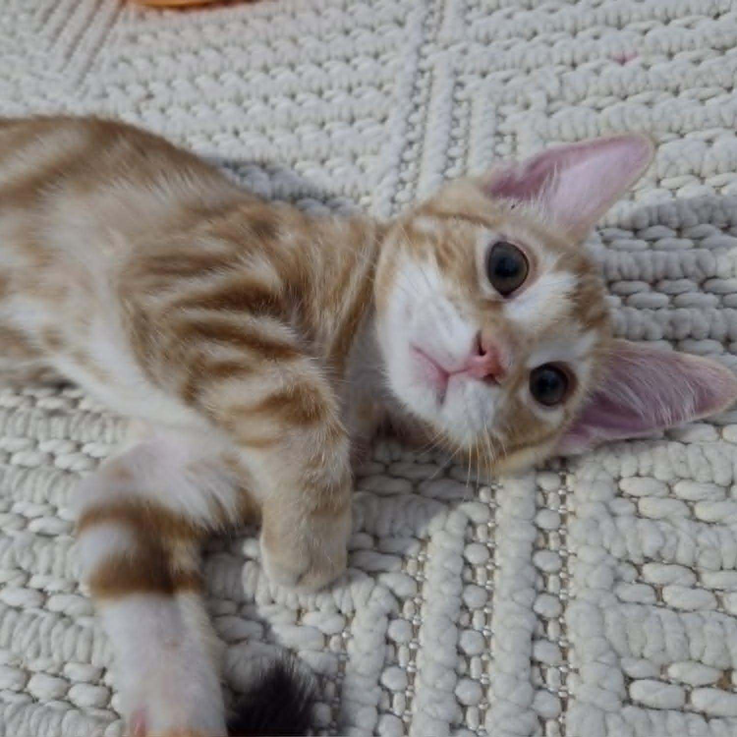 Enlarge INDIANA JONES, a ADOPTABLE Domestic Short Hair in Loveland, CO image 3/6