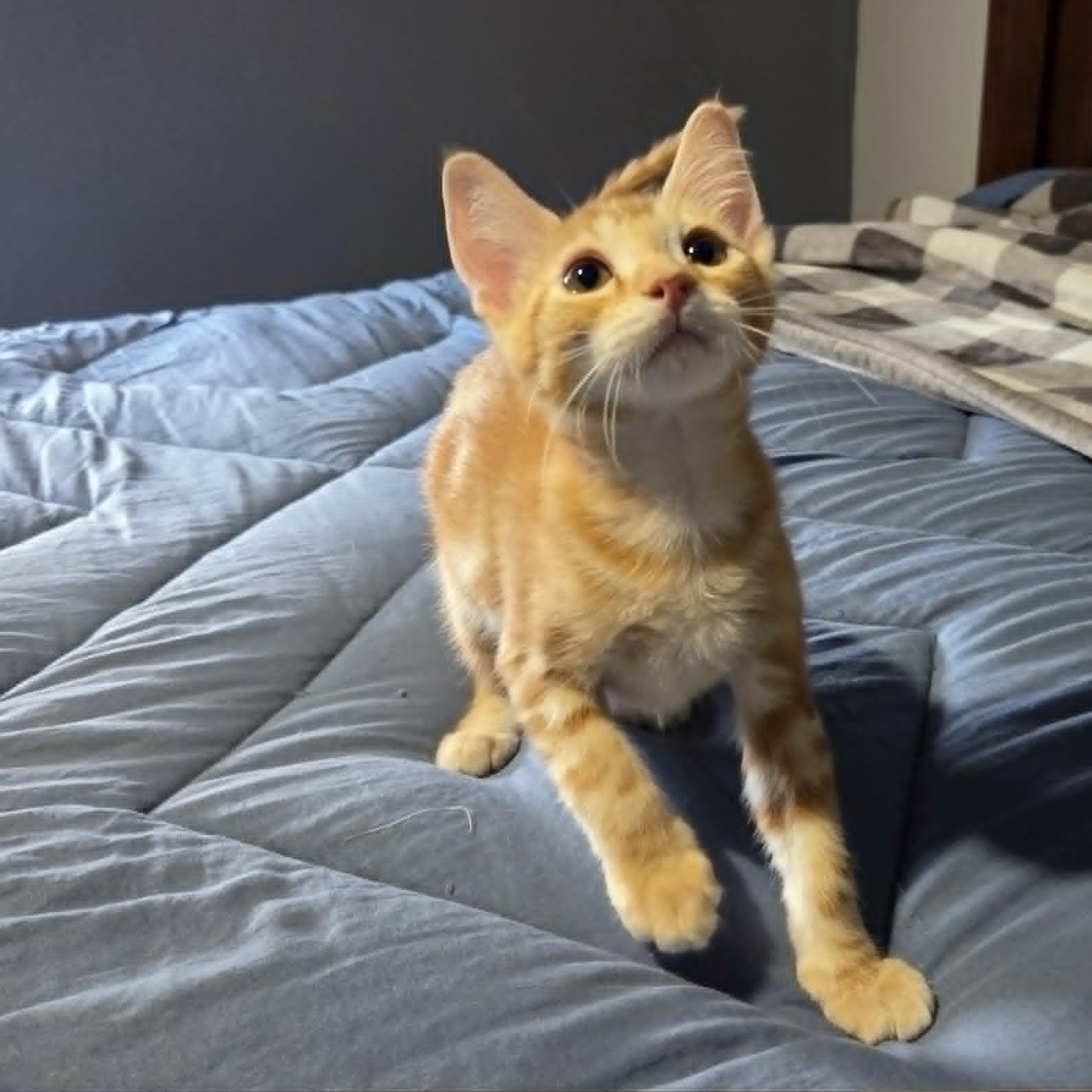 Enlarge INDIANA JONES, a ADOPTABLE Domestic Short Hair in Loveland, CO image 6/6