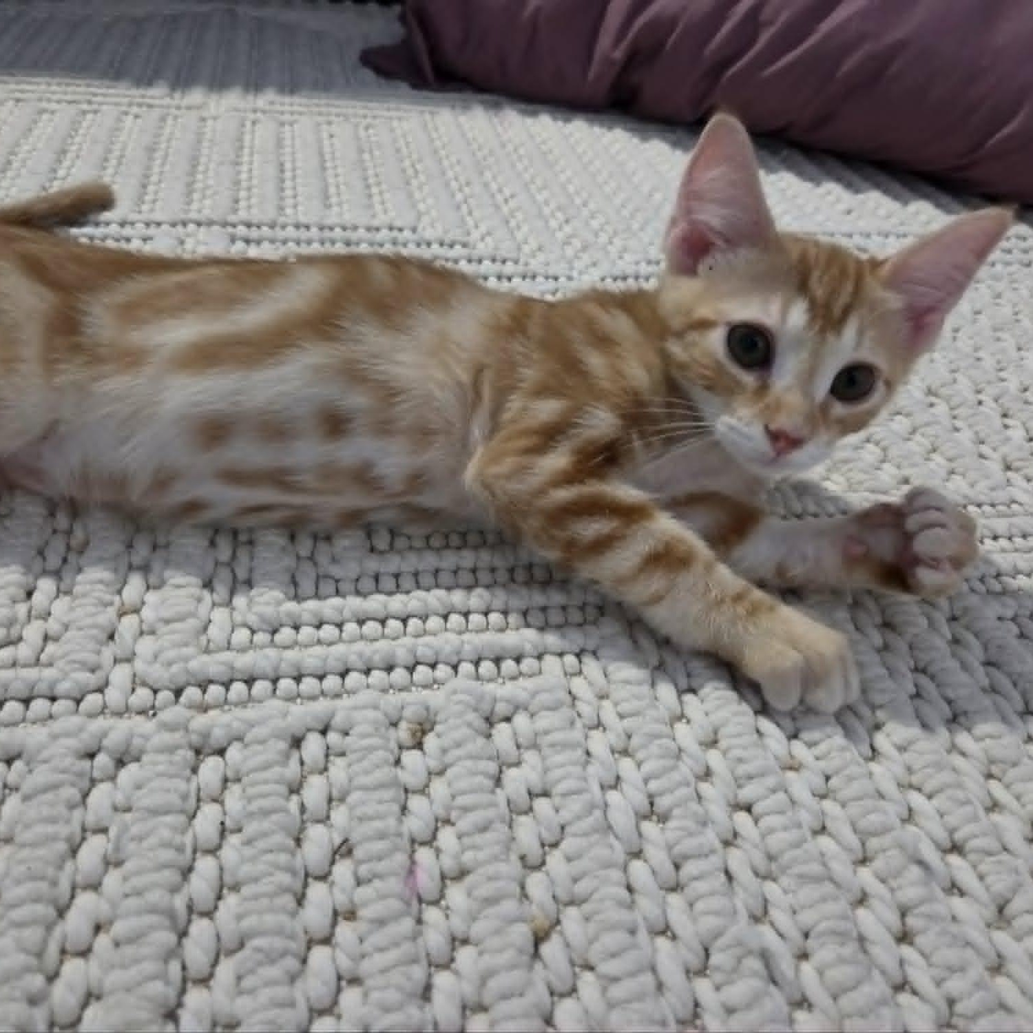 Enlarge INDIANA JONES, a ADOPTABLE Domestic Short Hair in Loveland, CO image 2/6