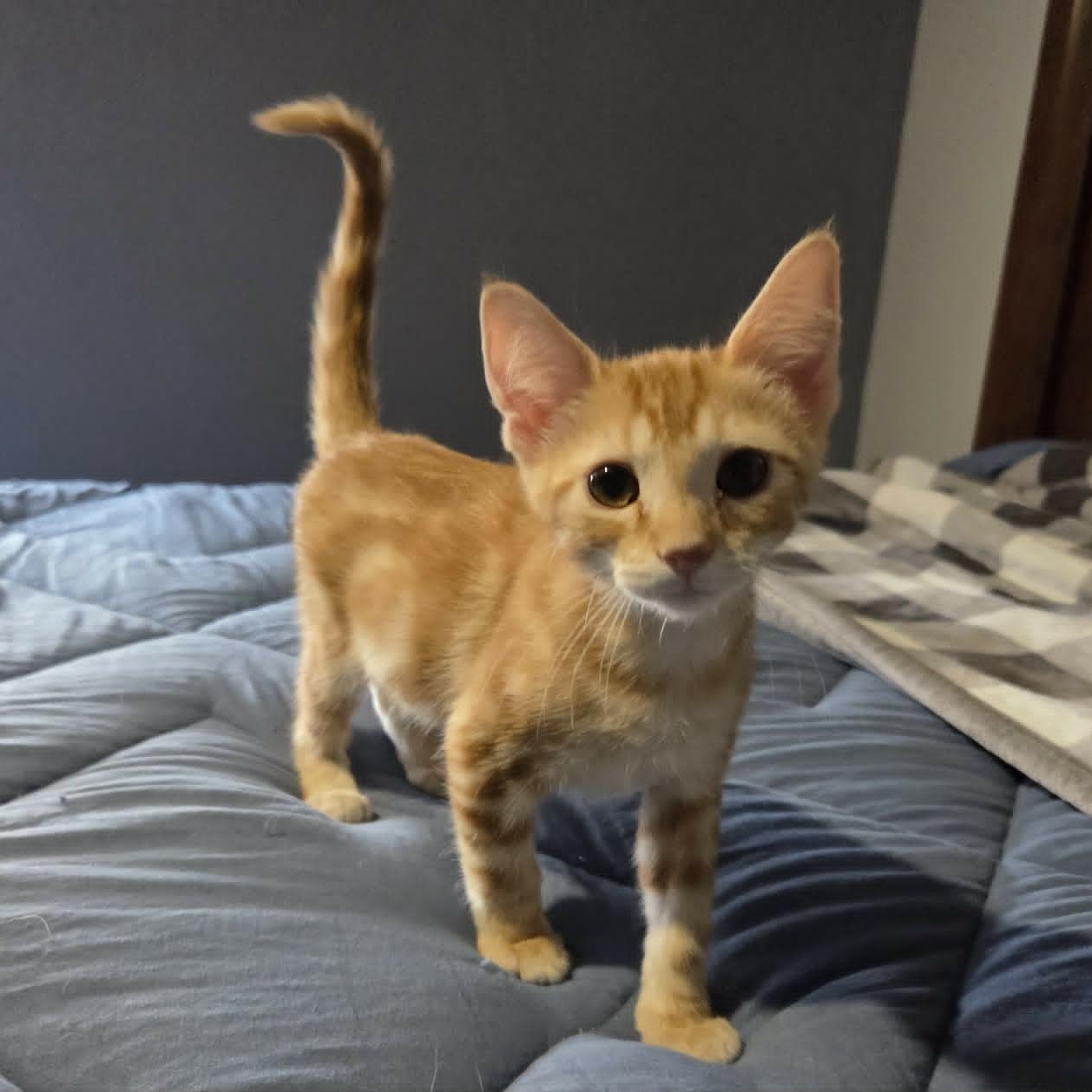 Enlarge INDIANA JONES, a ADOPTABLE Domestic Short Hair in Loveland, CO image 5/6