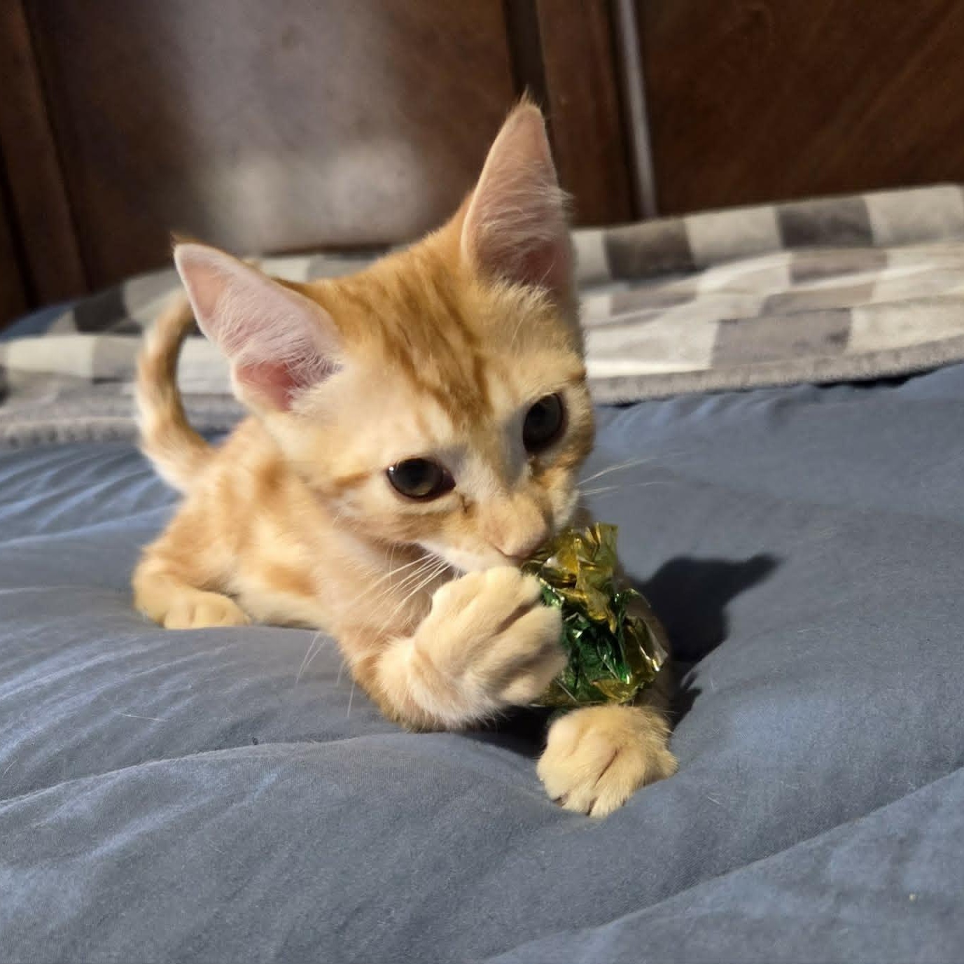 Enlarge INDIANA JONES, a ADOPTABLE Domestic Short Hair in Loveland, CO image 4/6