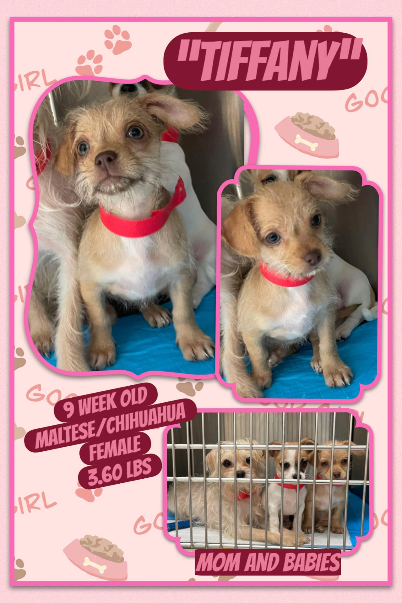 Tiffany , ADOPTABLE, Puppy Female Maltese & Chihuahua.
