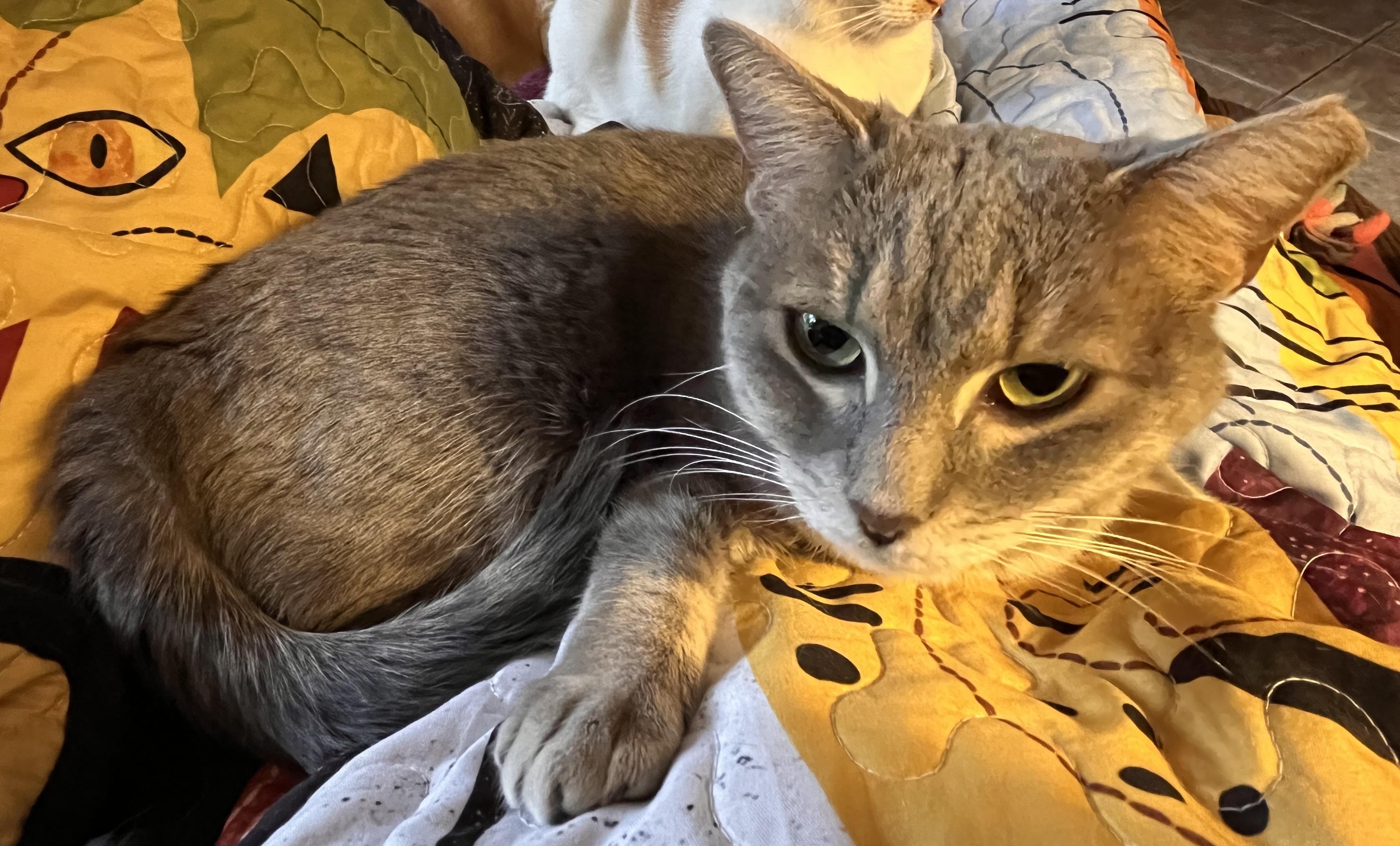 Enlarge Mandolin , a Adoptable mixed breed in Moreno Valley, CA image 2/6