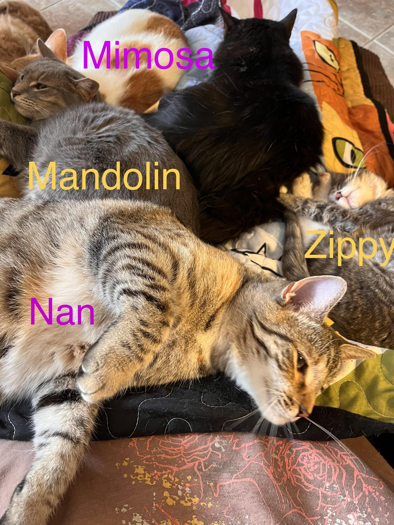 Enlarge Mandolin , a Adoptable mixed breed in Moreno Valley, CA image 4/6