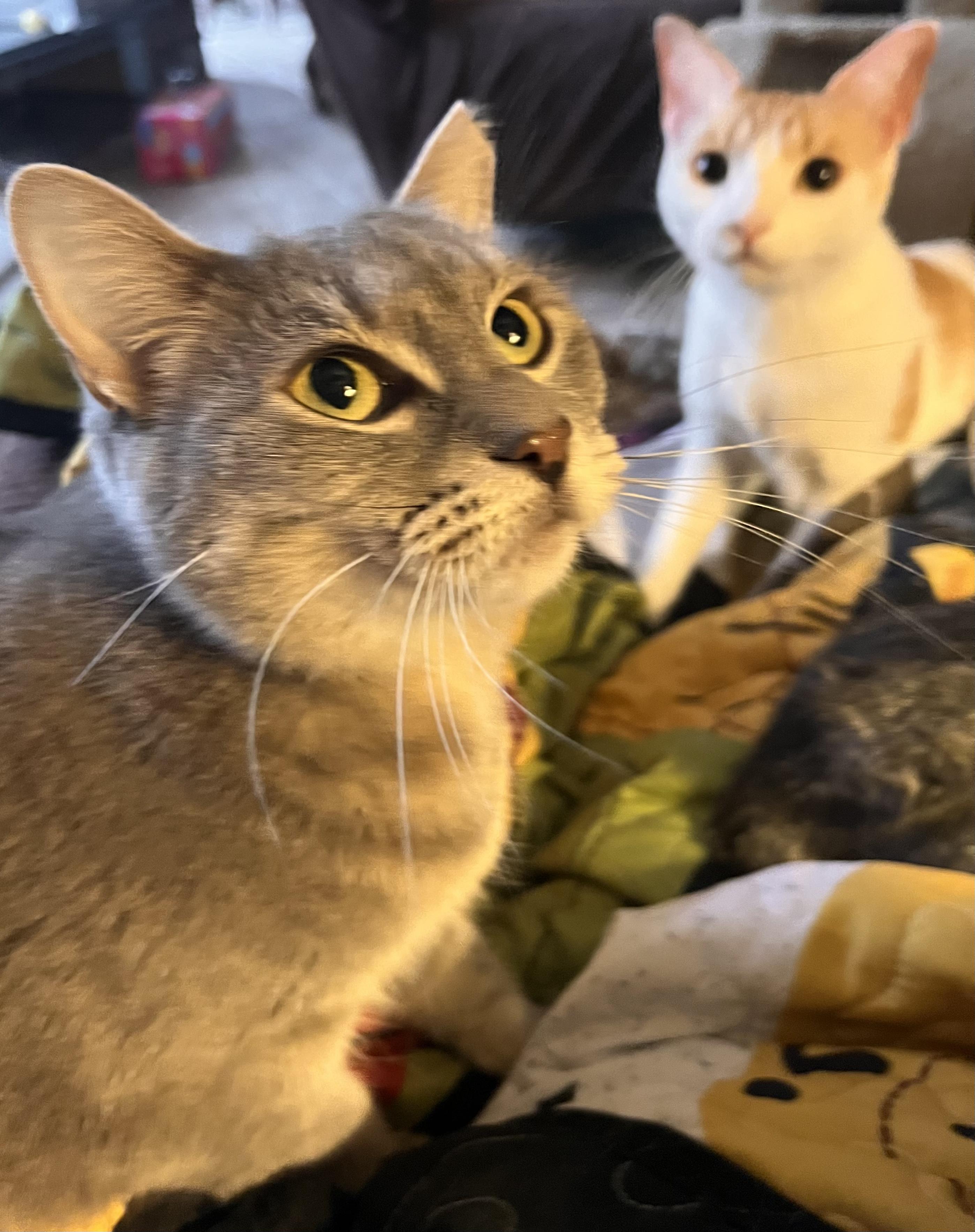 Mandolin , Adoptable, Adult Female American Shorthair & Russian Blue.