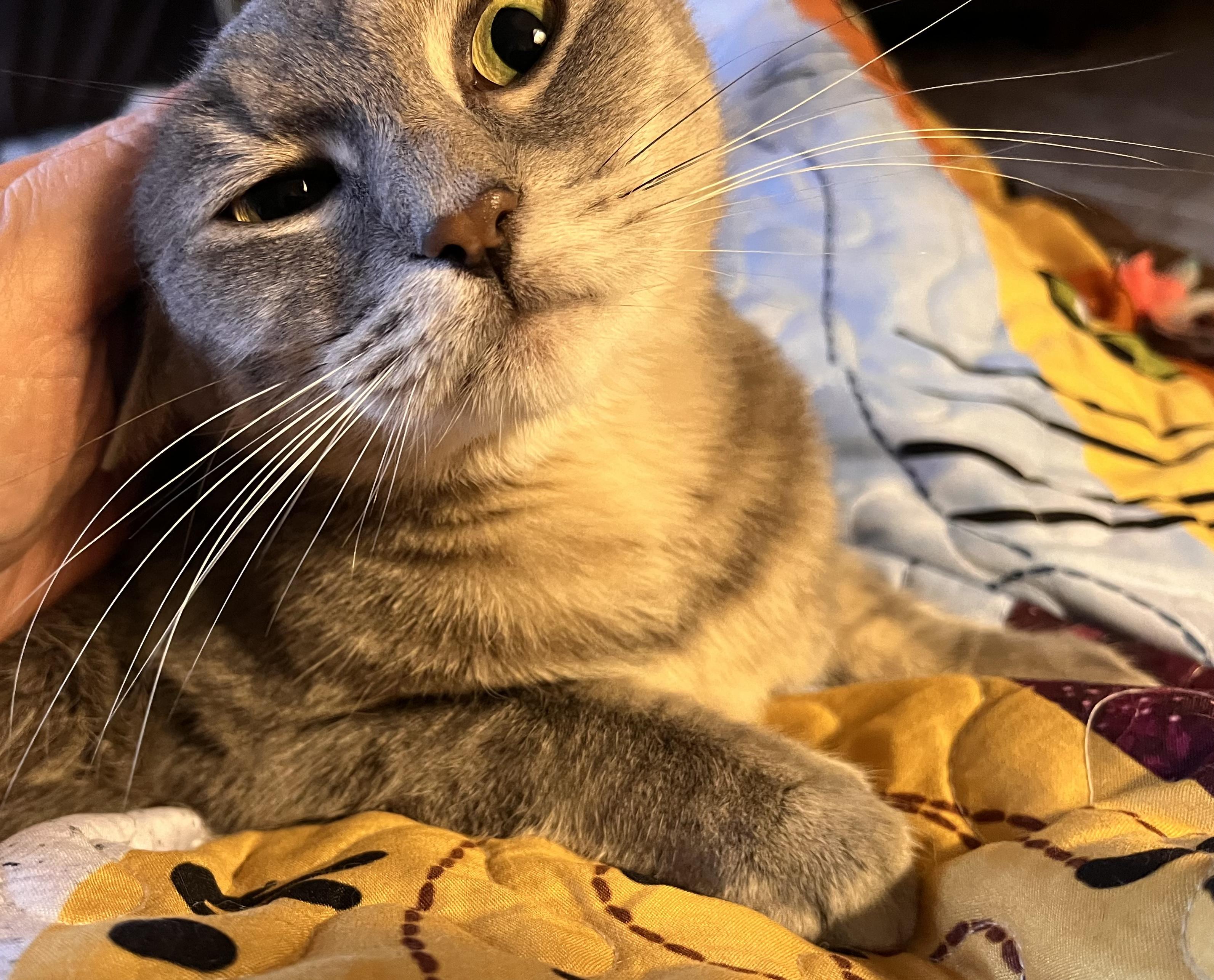 Enlarge Mandolin , a Adoptable mixed breed in Moreno Valley, CA image 5/6