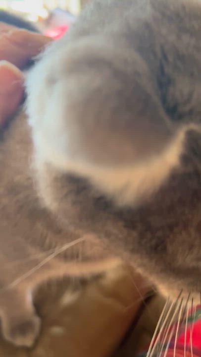 Enlarge Mandolin , a Adoptable mixed breed in Moreno Valley, CA video 6/6