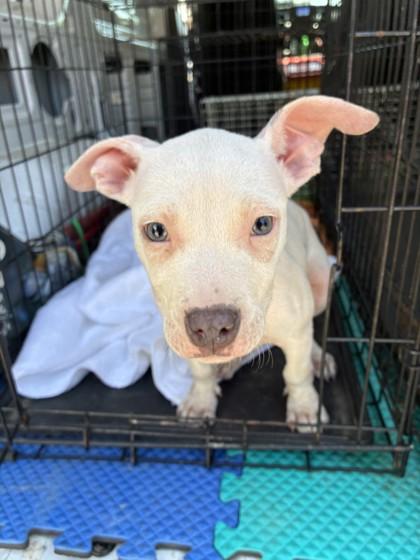 Bethany, Adoptable, Puppy Female Pit Bull Terrier & Mixed Breed.