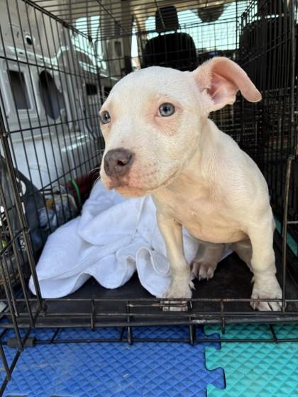 Enlarge Bethany, a Adoptable mixed breed in West Memphis, AR image 2/2