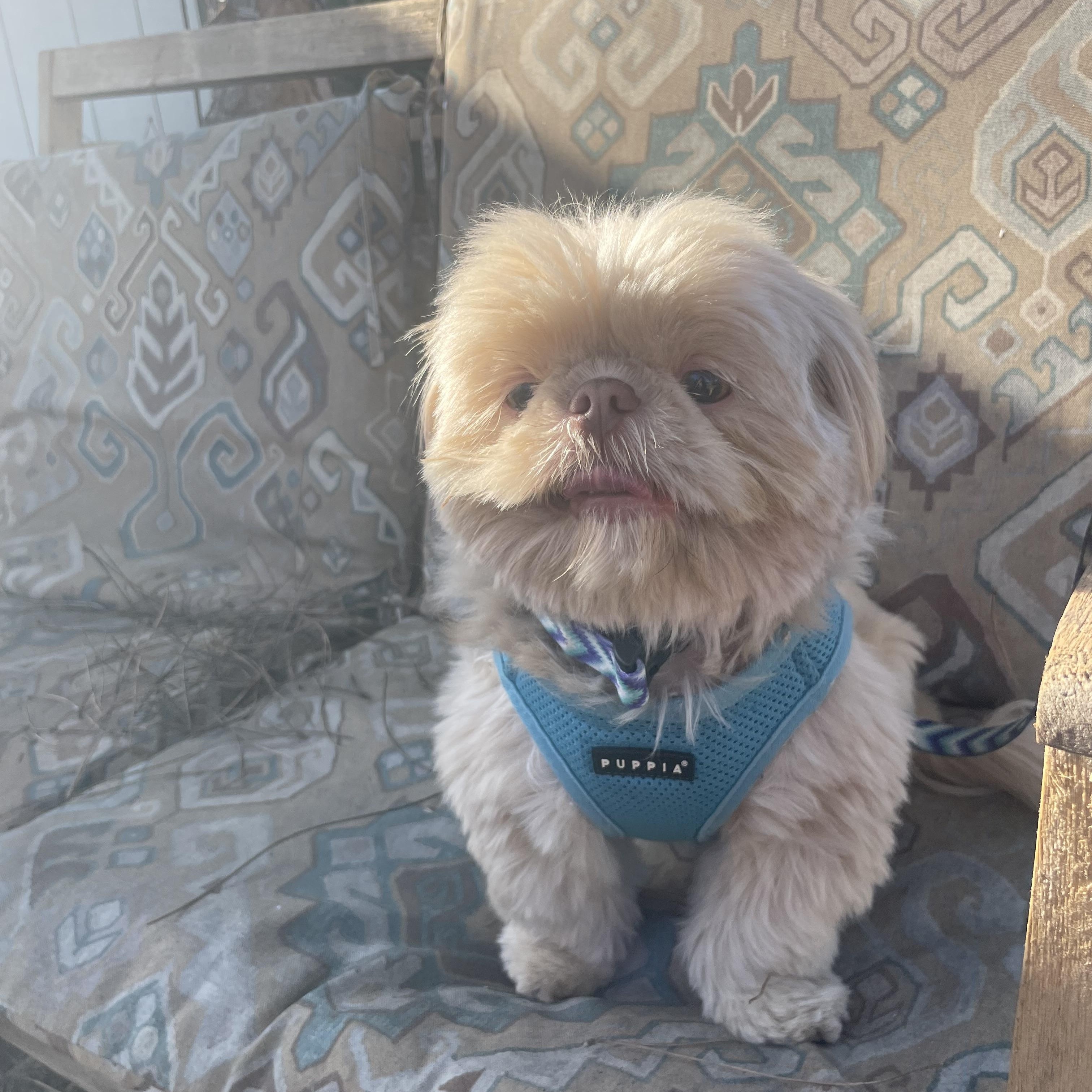 Enlarge Sharky, a ADOPTABLE Shih Tzu in San Diego, CA image 1/1
