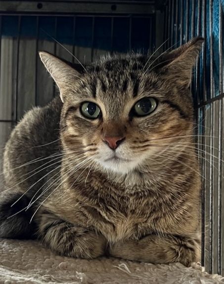 Enlarge Mollie, a Adoptable Tabby in Porter, TX image 1/1