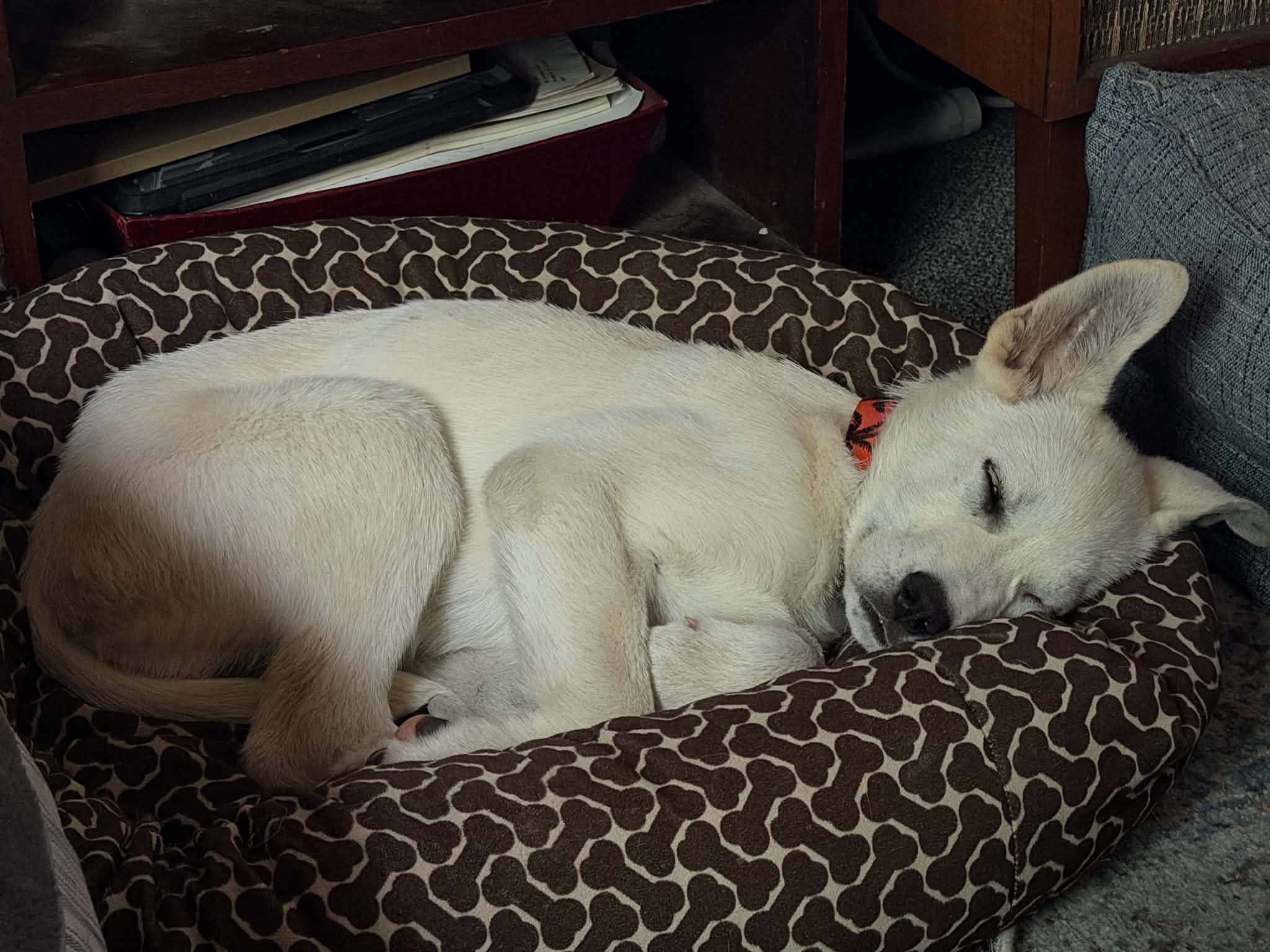 Enlarge Jive, a ADOPTABLE mixed breed in Saskatoon, SK image 1/3