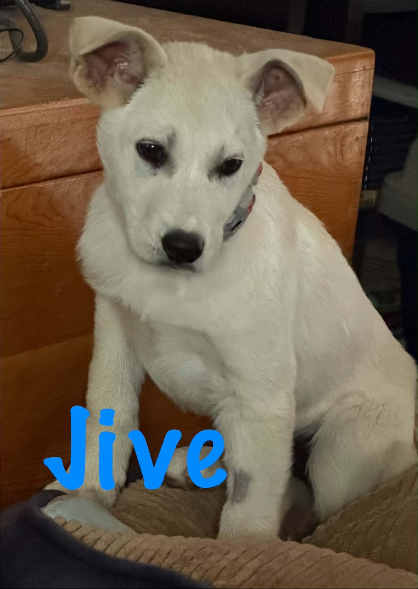 Enlarge Jive, a ADOPTABLE mixed breed in Saskatoon, SK image 3/3