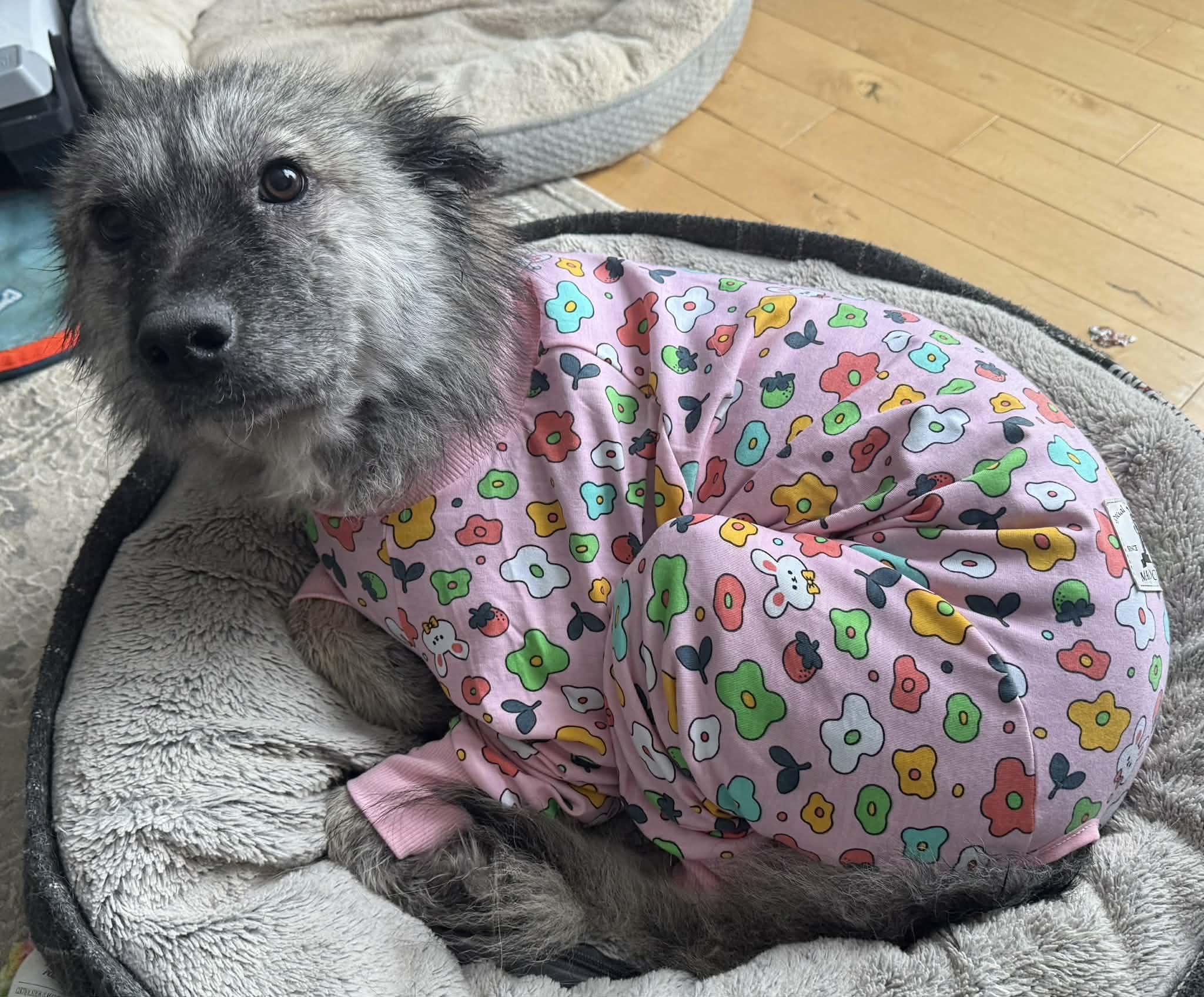 Enlarge Punky pending adoption, an adopted mixed breed in Saskatoon, SK image 3/4