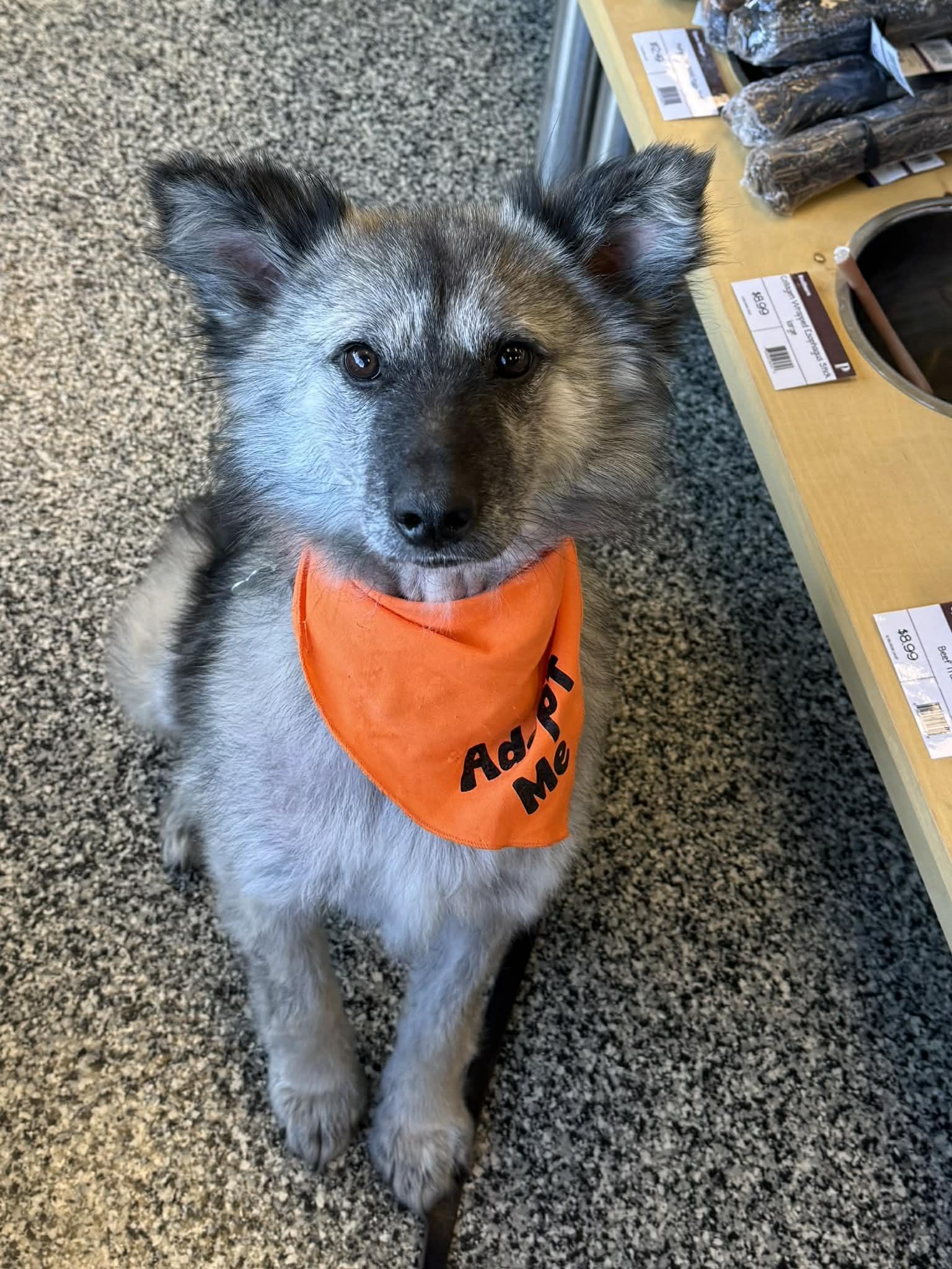 Enlarge Punky pending adoption, an adopted mixed breed in Saskatoon, SK image 2/4