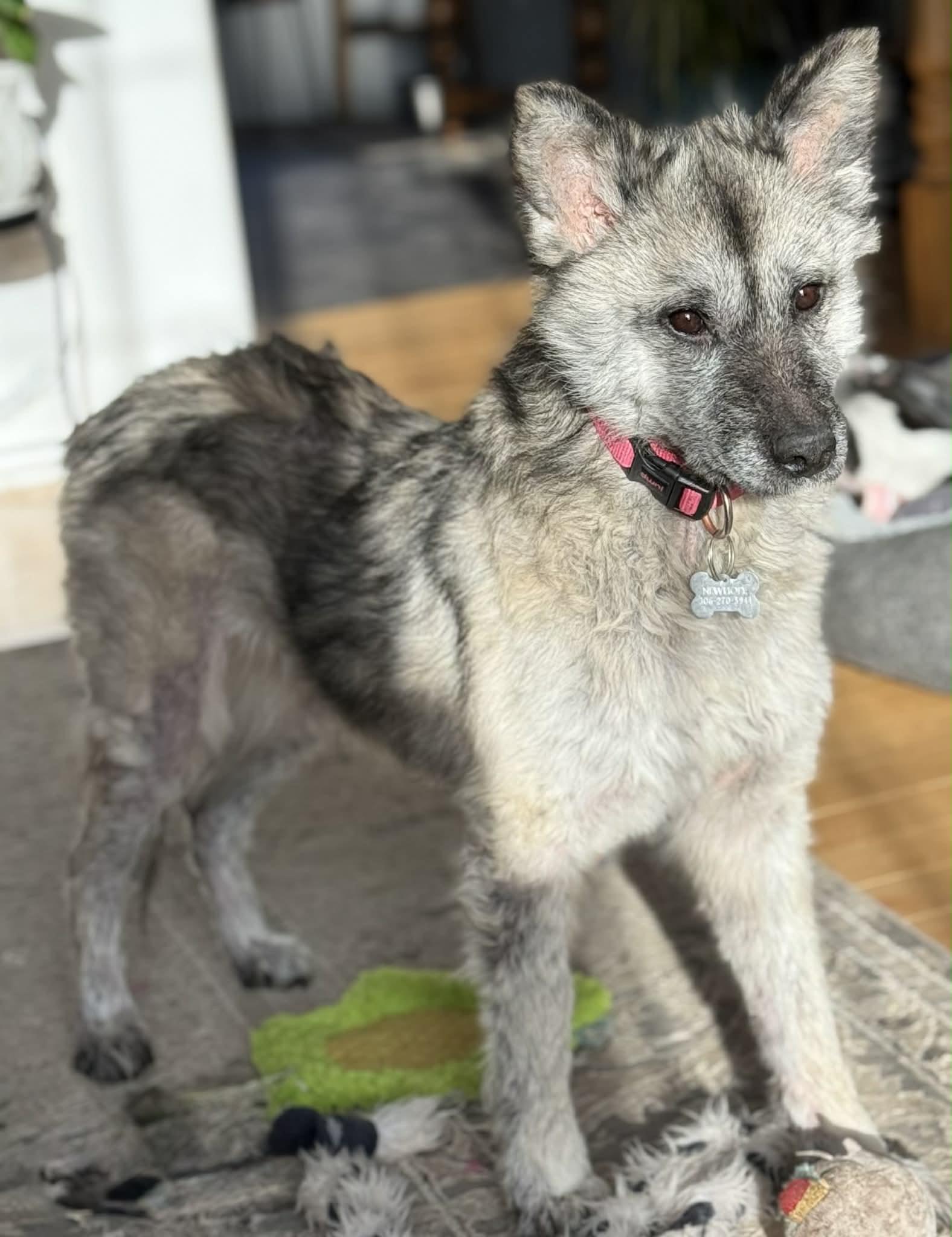 Enlarge Punky pending adoption, an adopted mixed breed in Saskatoon, SK image 1/4