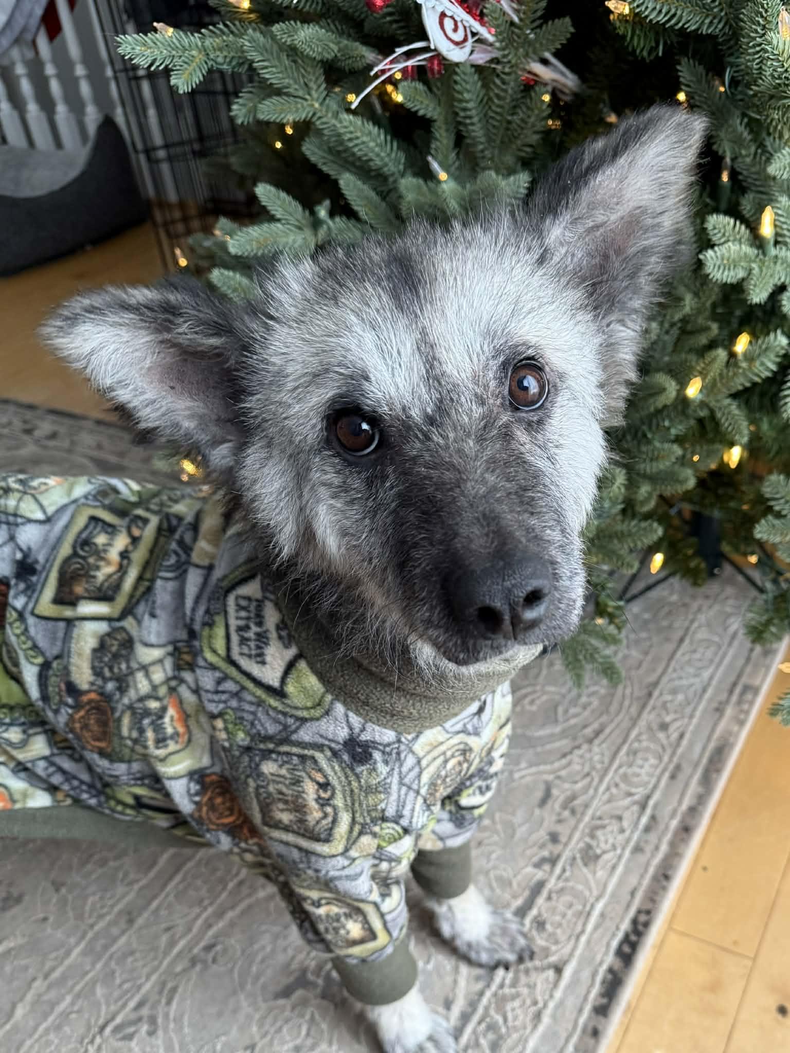 Enlarge Punky pending adoption, an adopted mixed breed in Saskatoon, SK image 4/4