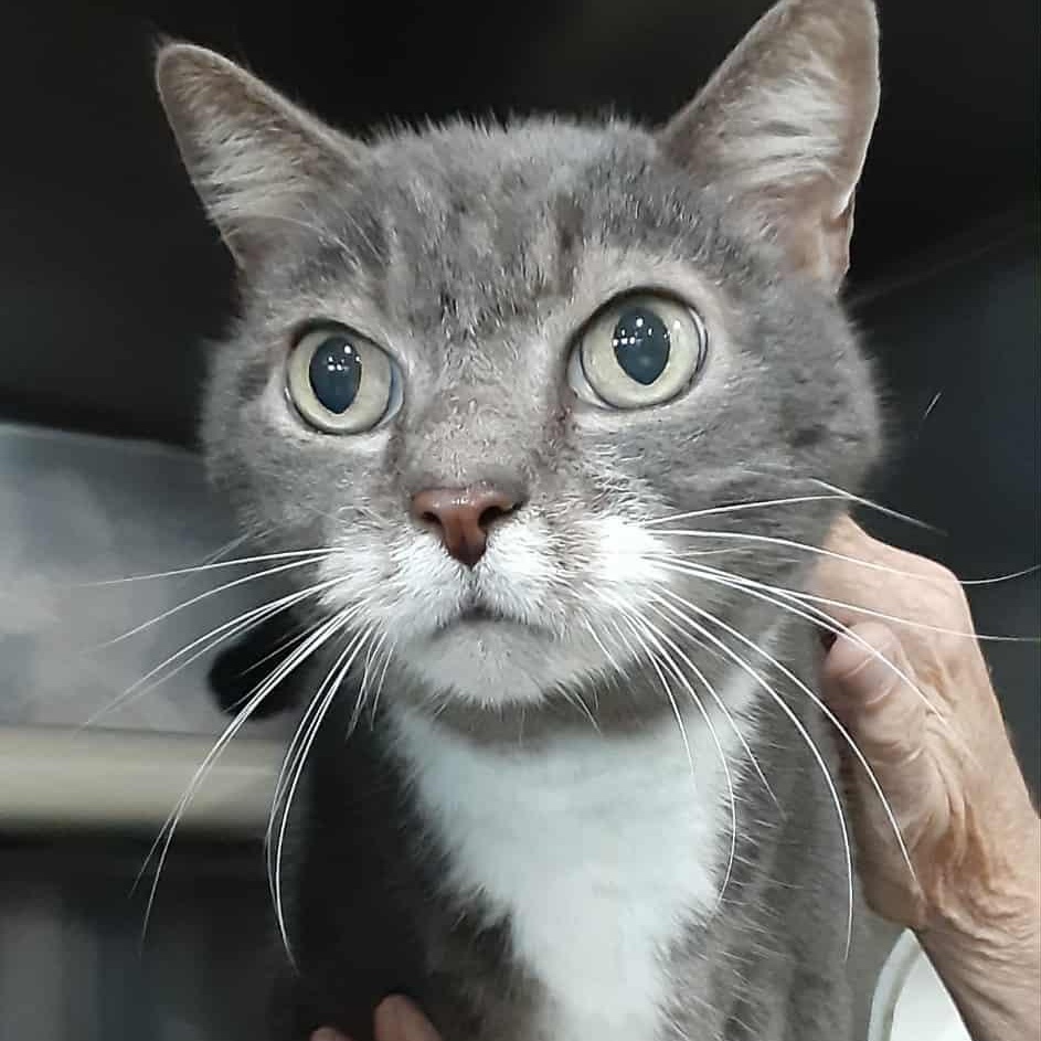 Rascal - 14 yo senior